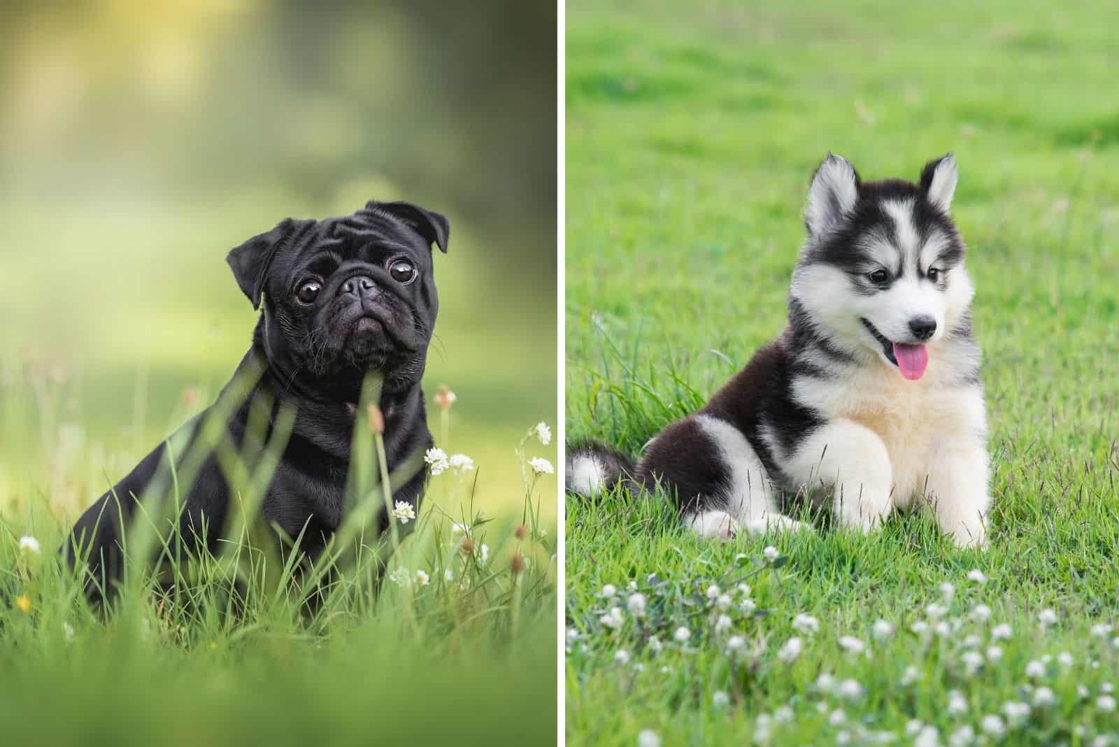 pug dog and husky puppy