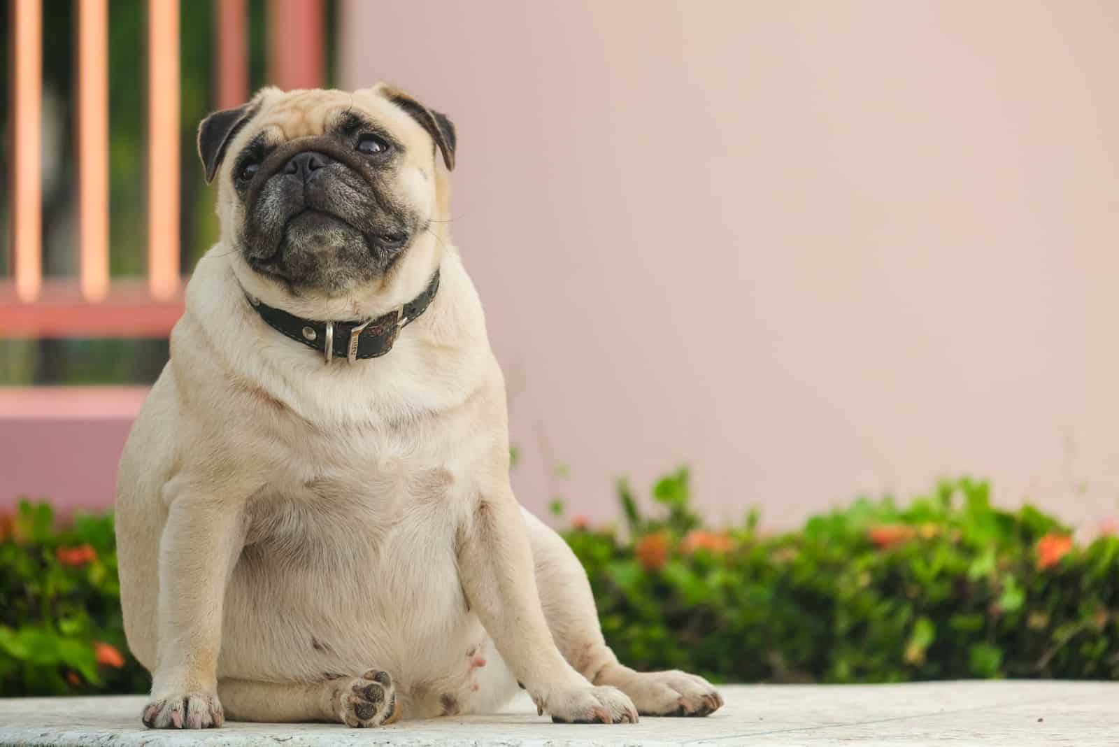fat pug dog sitting on marble floor