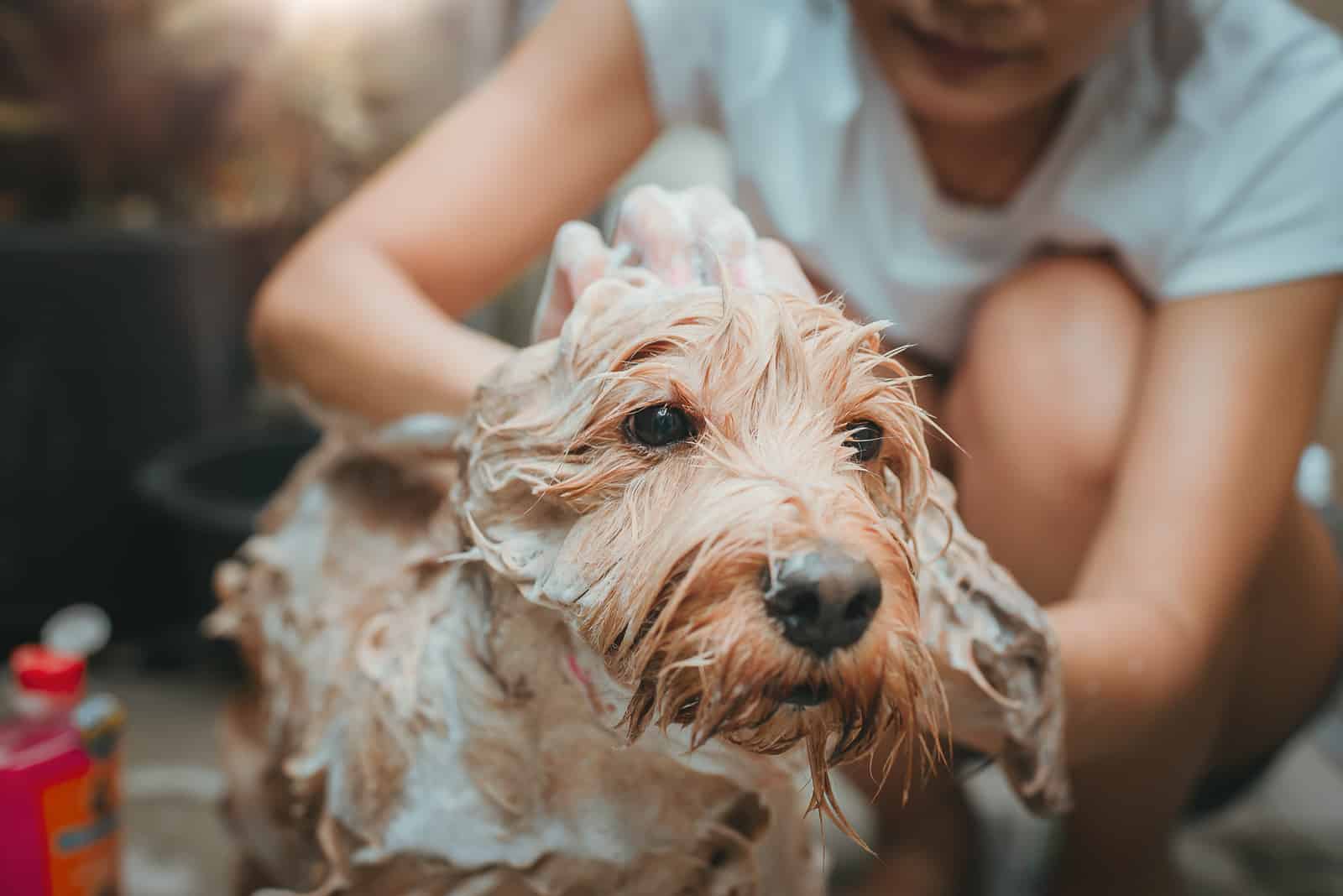 puppy cockapoo grooming