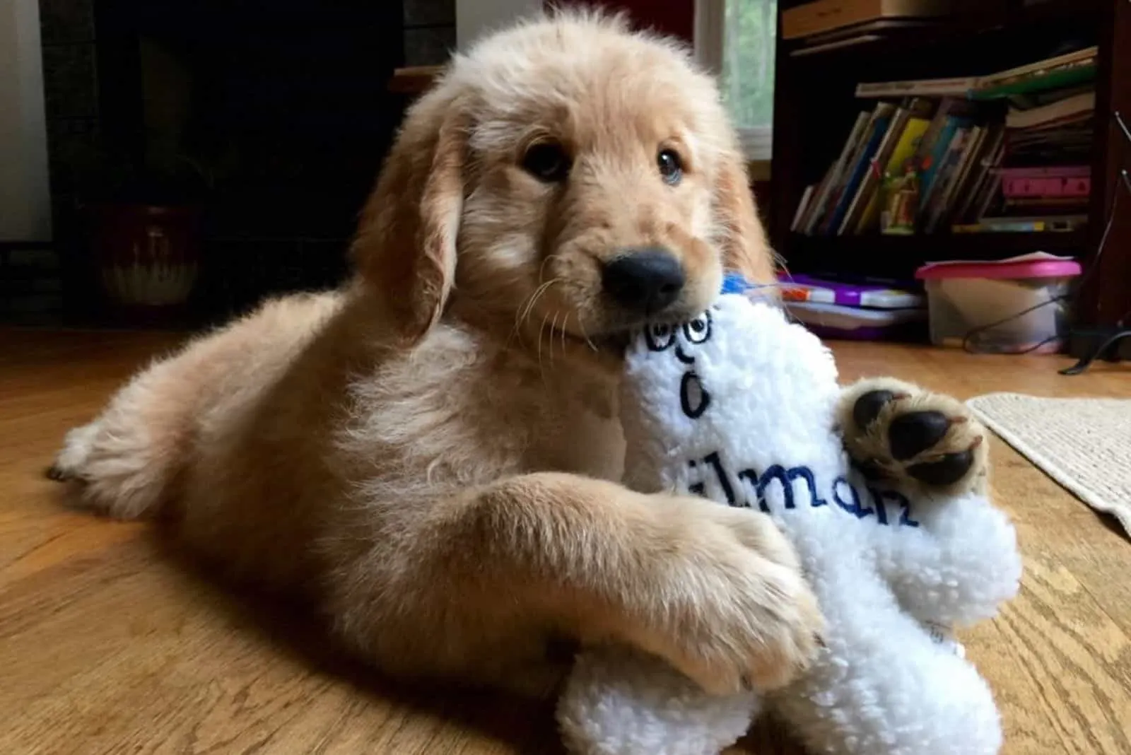 puppy goldendoodle is played with a plush white toy