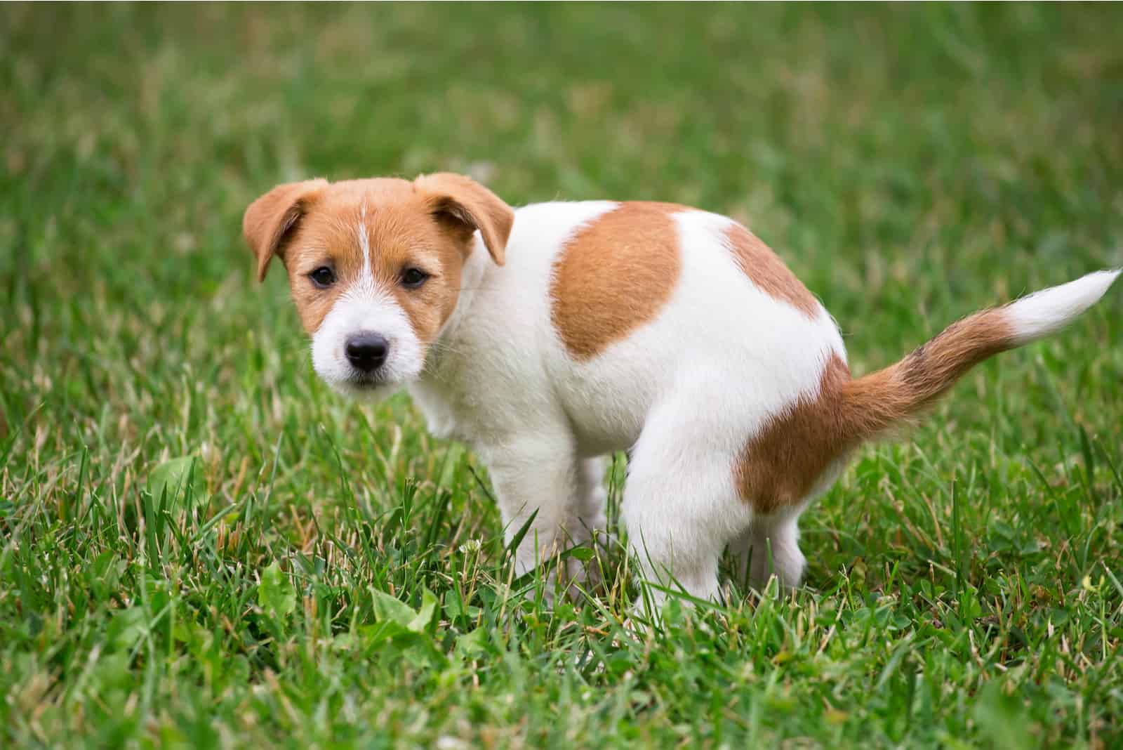 puppy jack russell poop in the grass