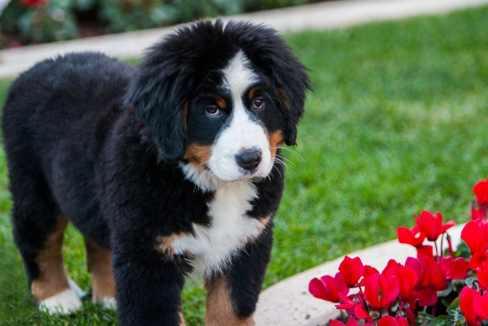 The mini bernese mountain dog shrinking a gentle giant