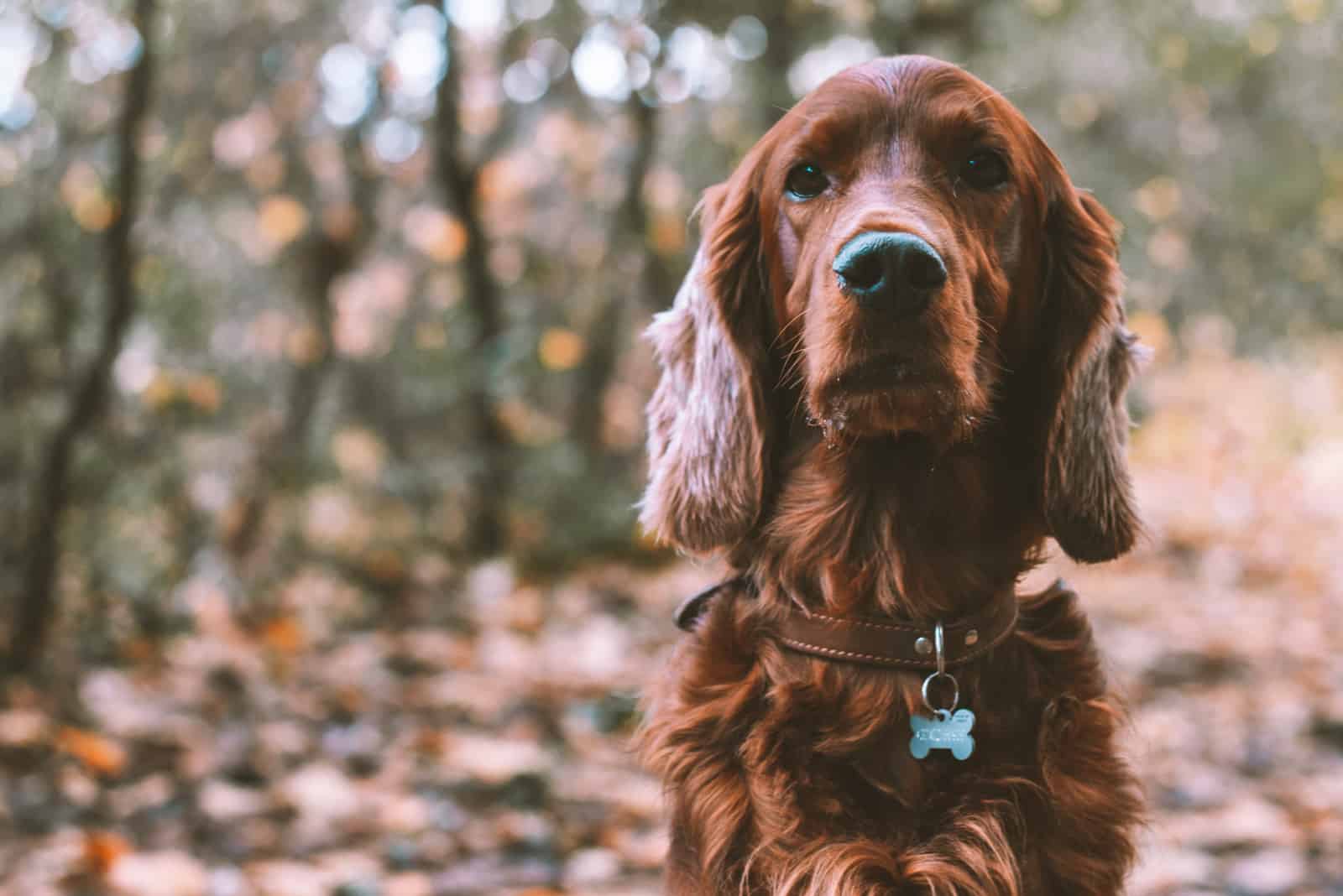 purebred irish red setter gundog hunting dog in forest