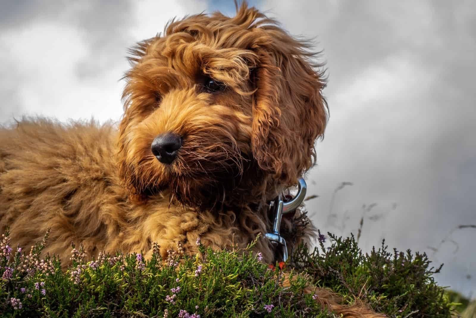 red cockapoo puppy sitting down in low angle