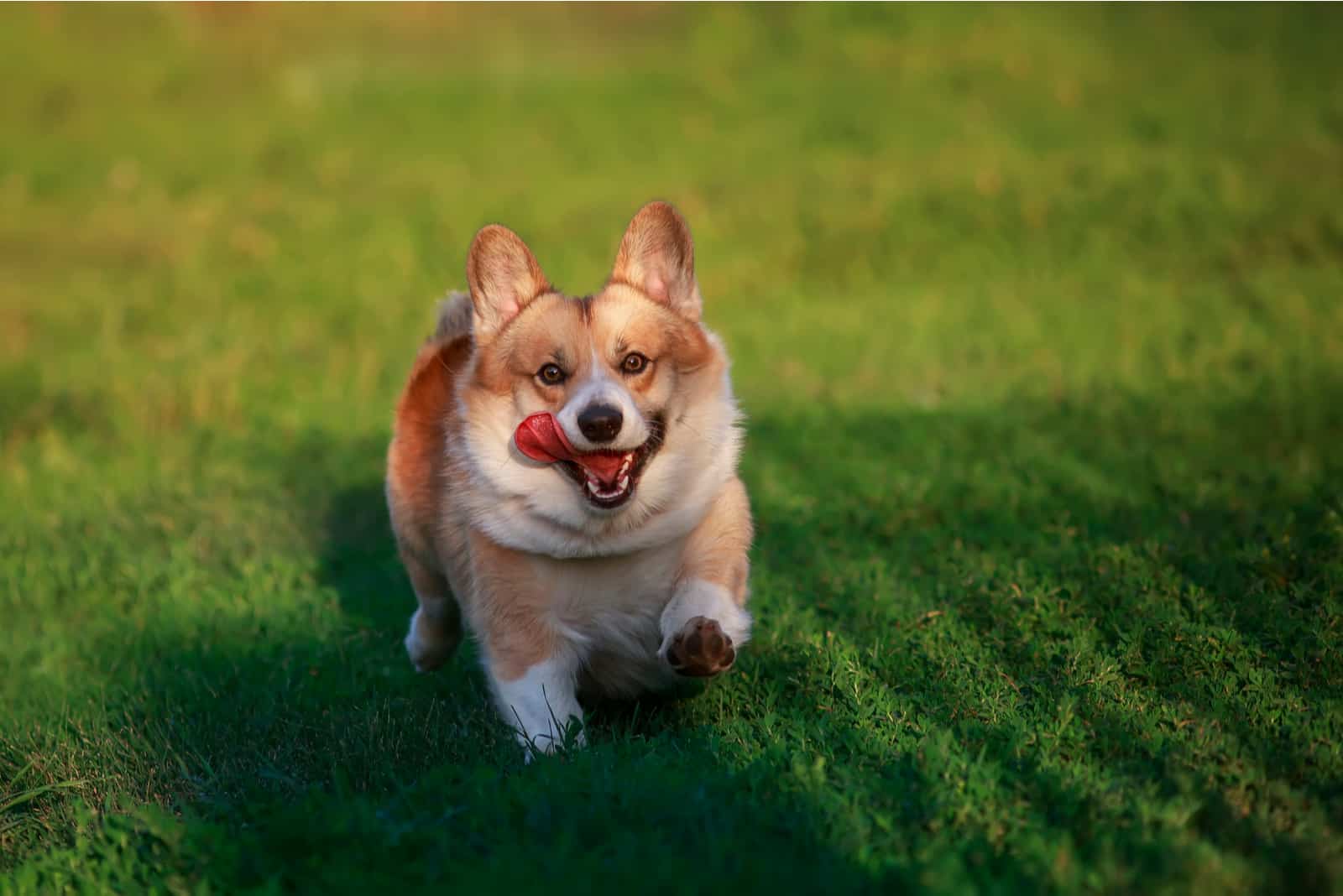 red corgi dog runs on the grass
