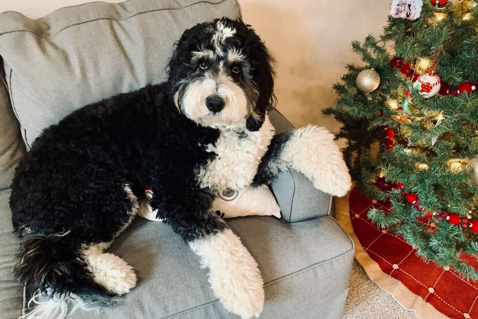 relaxing bernedoodle sitting on the couch beside a christmas tree