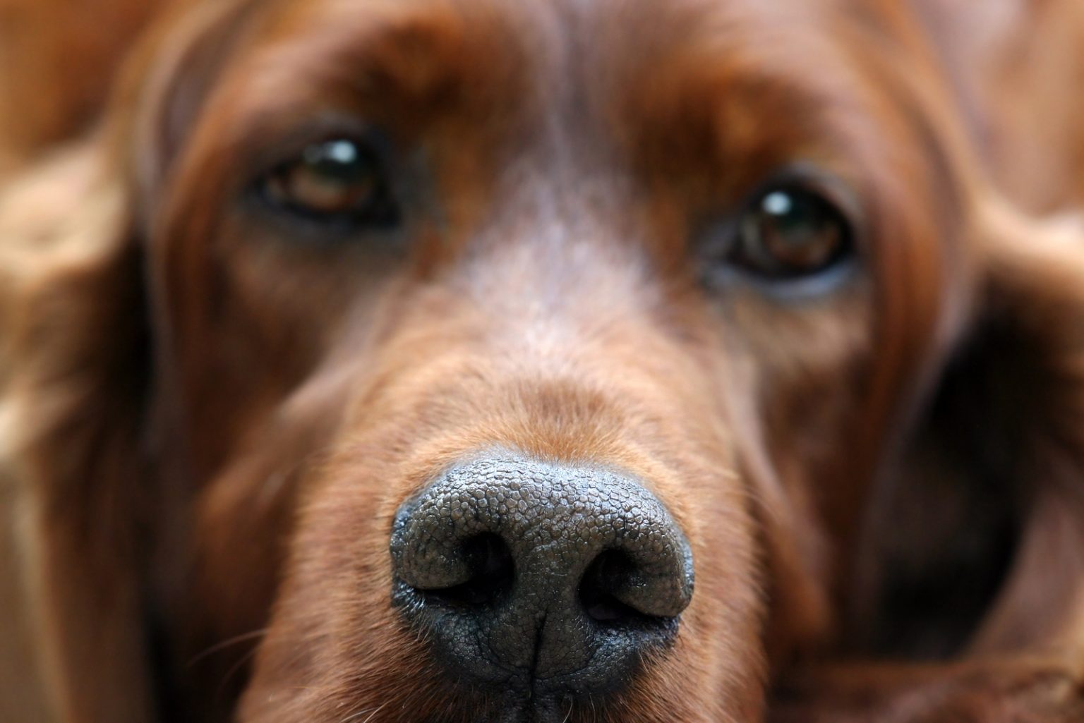 Why Is My Dog's Nose Dry? How To Tell If Your Dog Is Sick