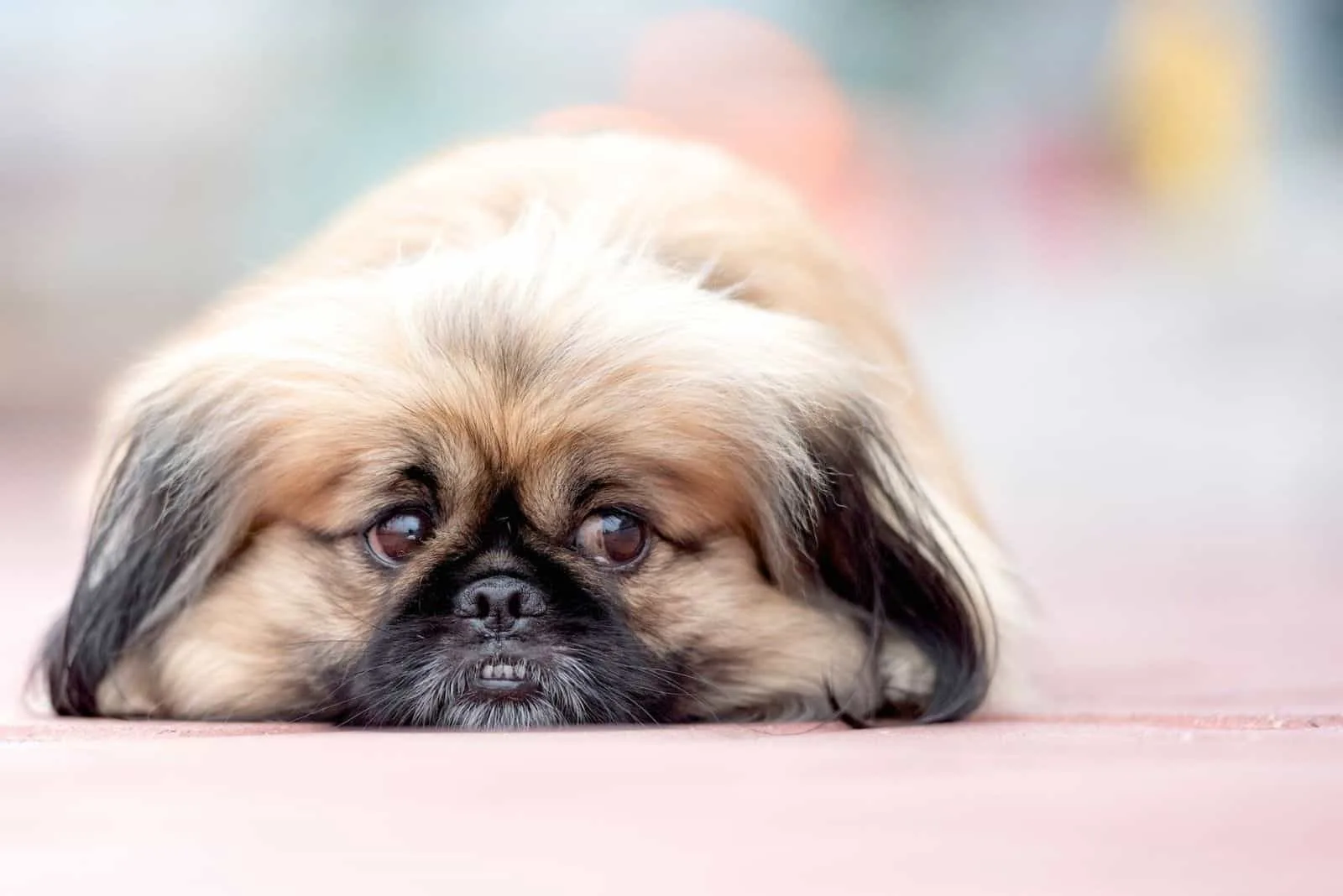 sad pekinese dog with face on the floor