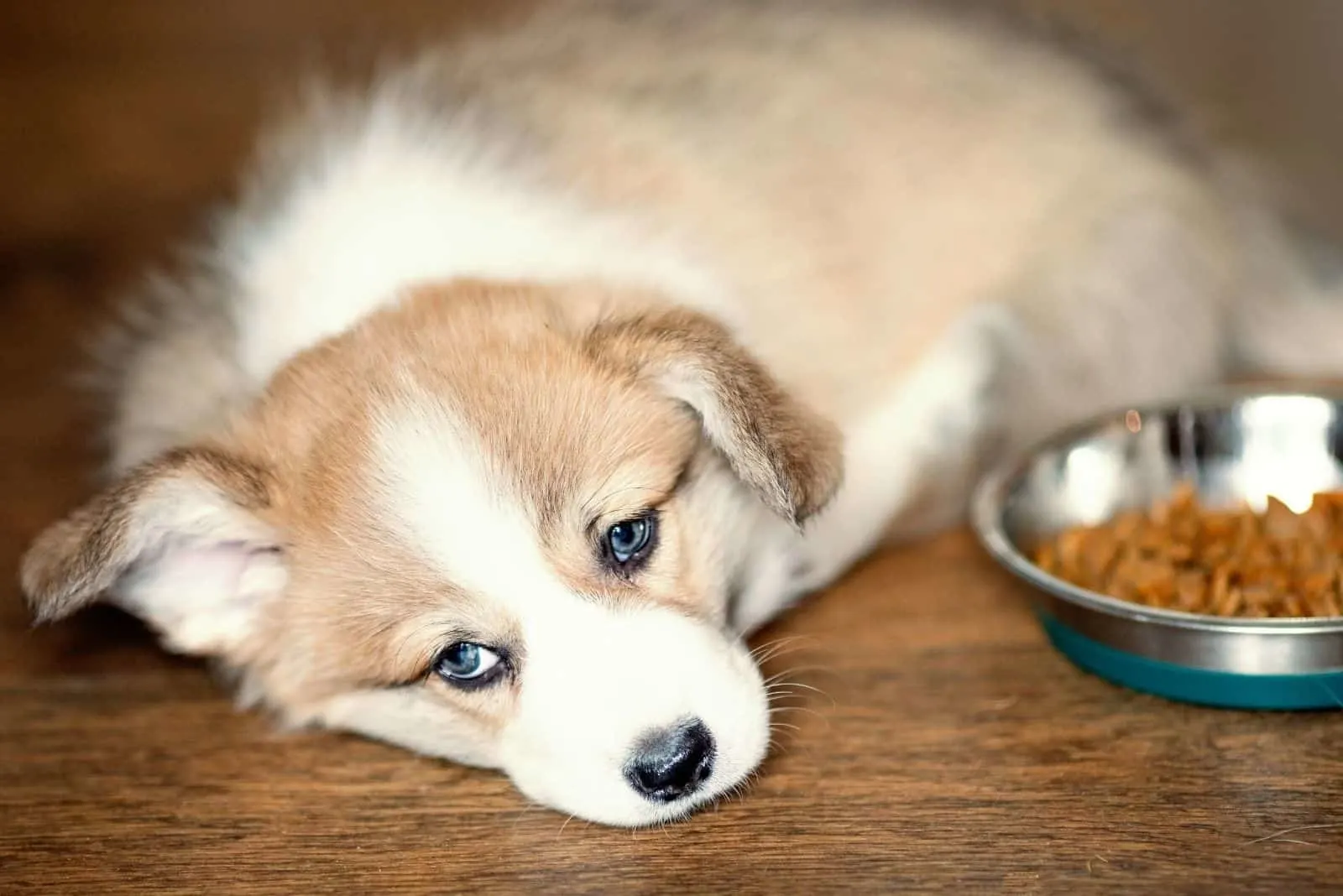 sad puppy beside a dog food