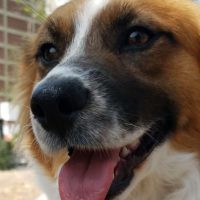 cute dog