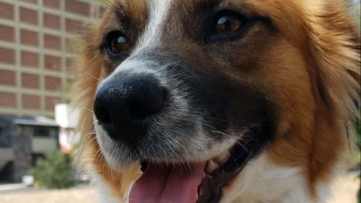 Help Needed: Bruno, The Abandoned Dog, Leads Rescuers To A Sign At An Apartment Door