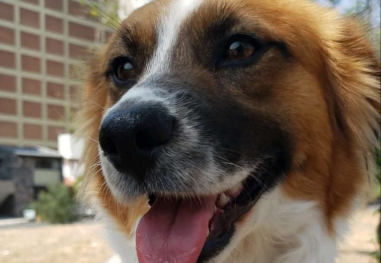 cute dog
