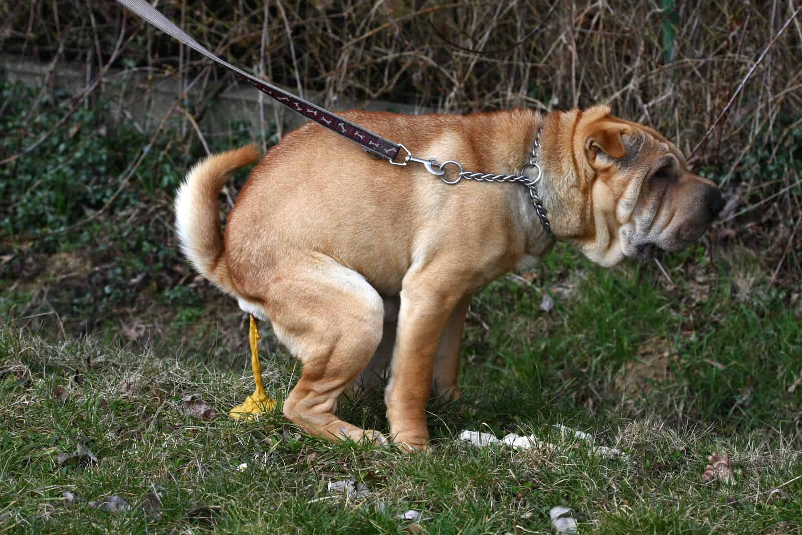 shar pei dog poop in the park