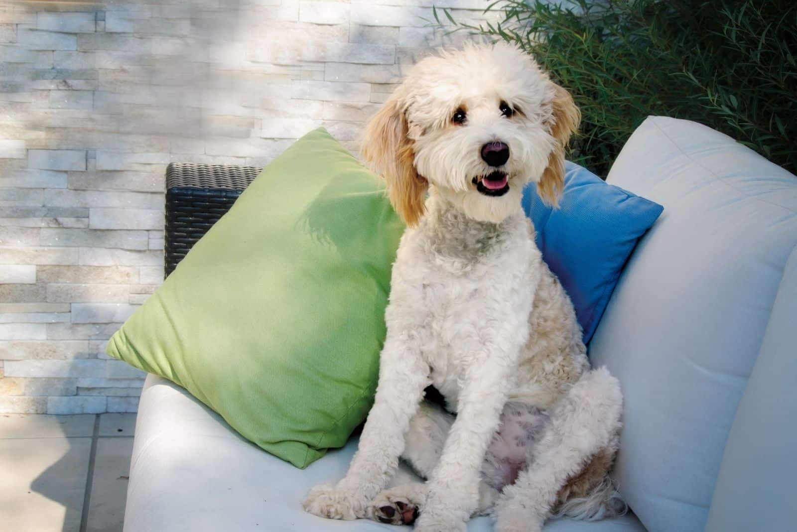 shaved bernedoodle sitting on the couch outdoors