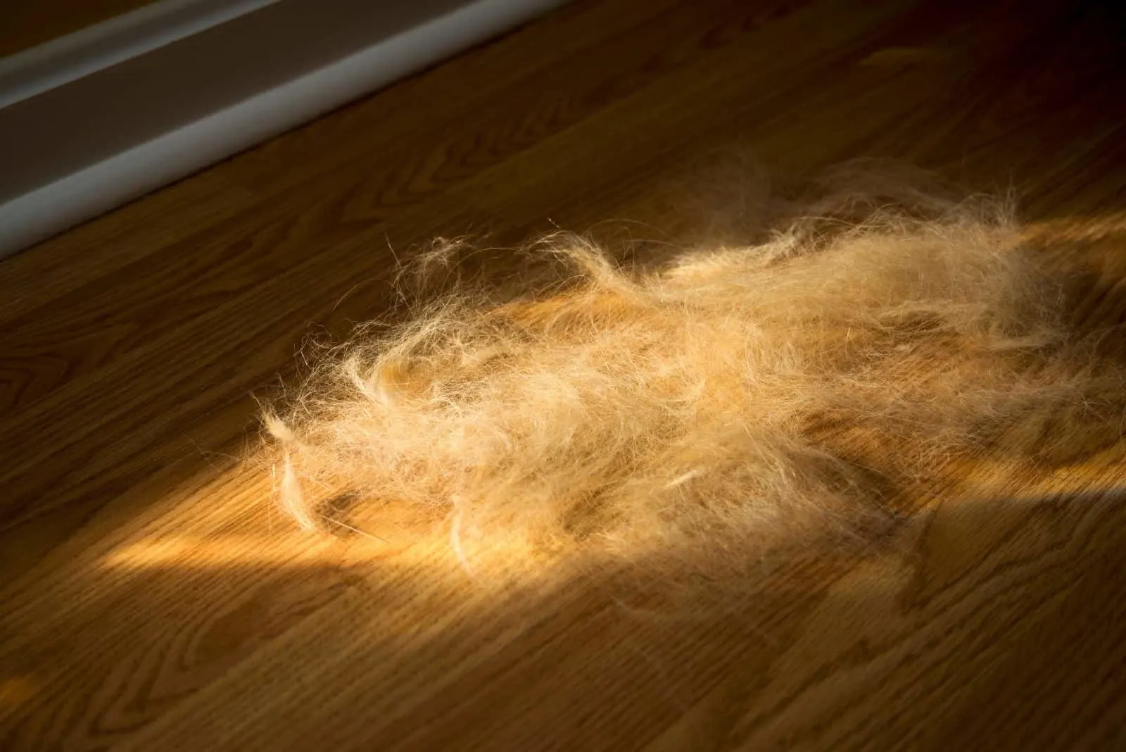 shedding dog fur on the laminated floor