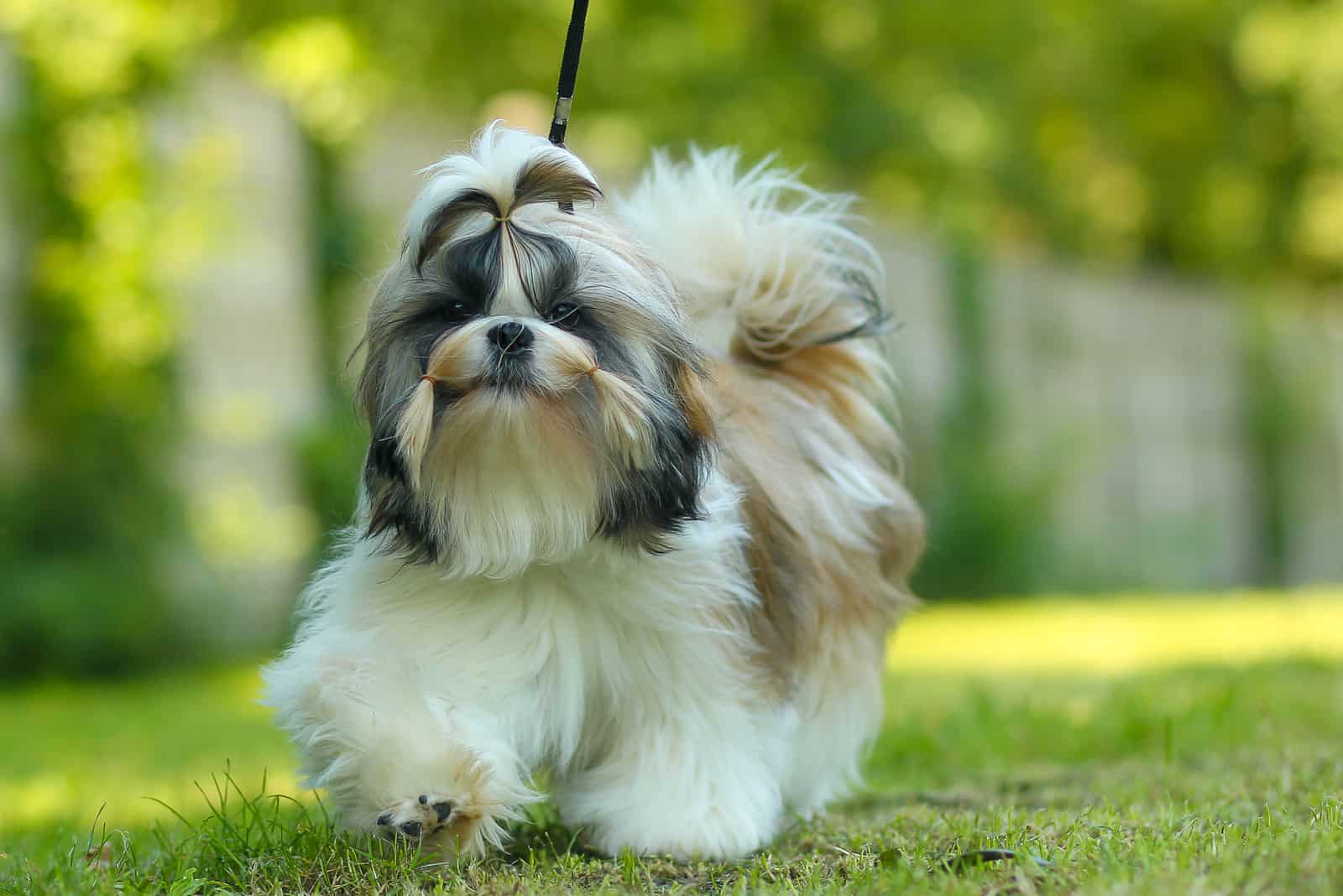 shih tzu dog walking down the park