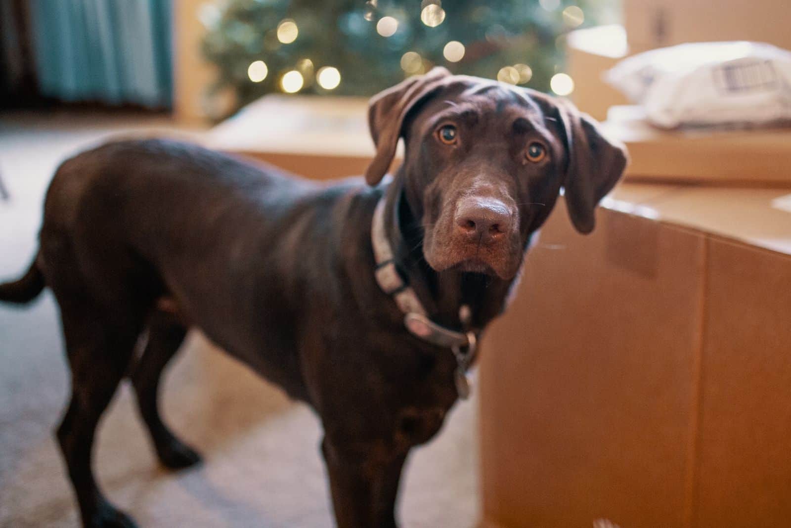 short coated dog dog looking at the camera