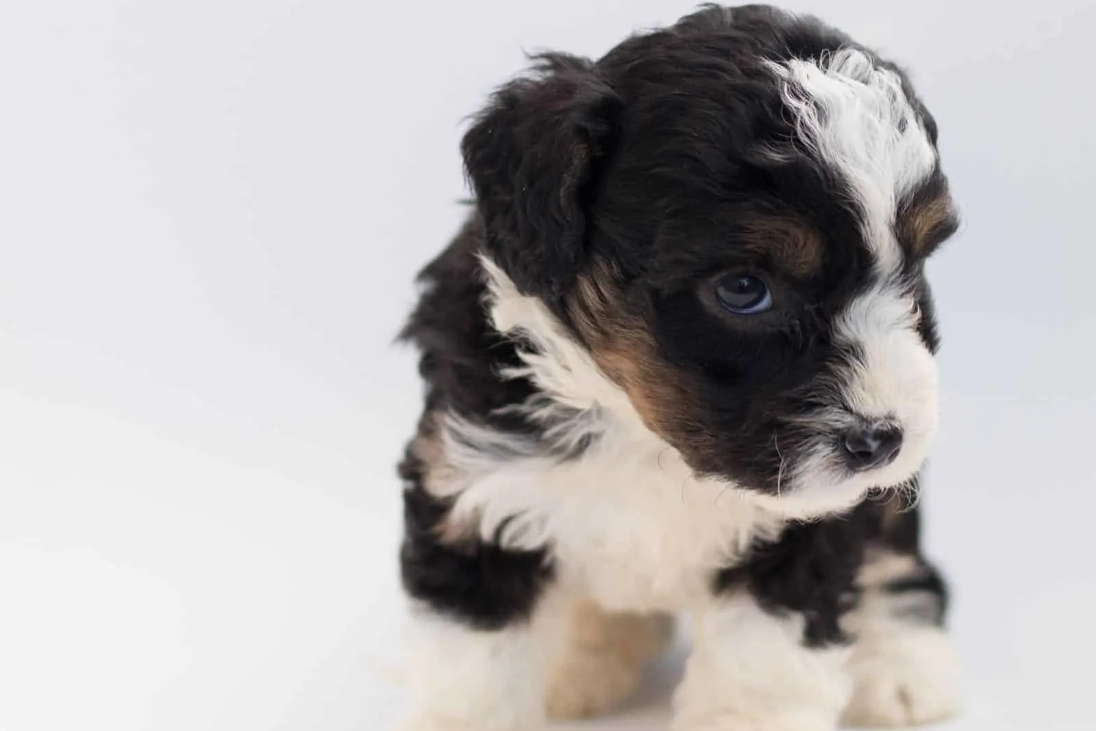 short coated puppy in the white background