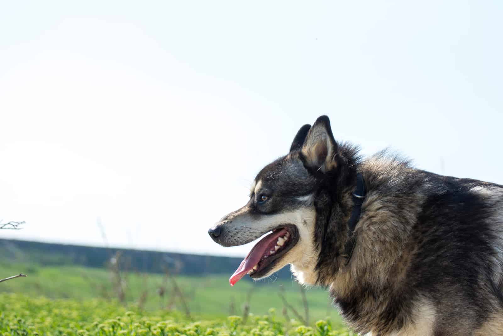 siberian husky and german shepherd mix