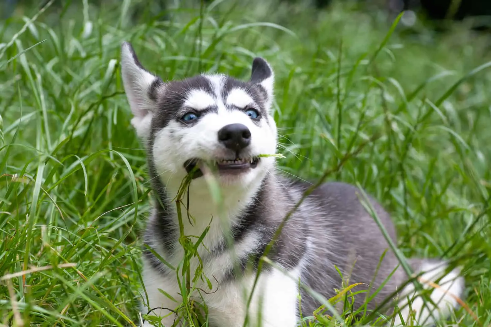siberian husky puppy in a meadow eating grass