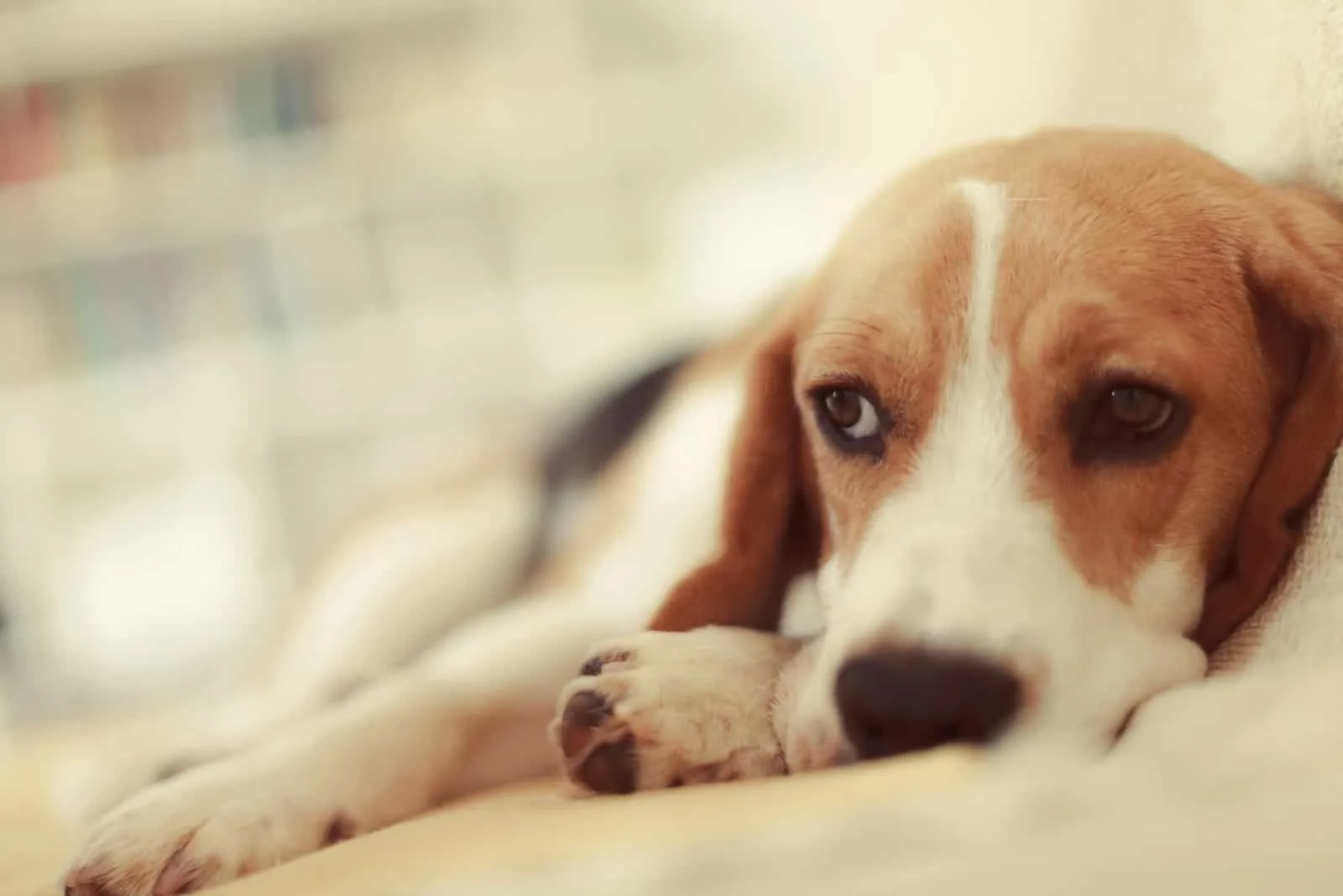 sick beagle puppy lying down 