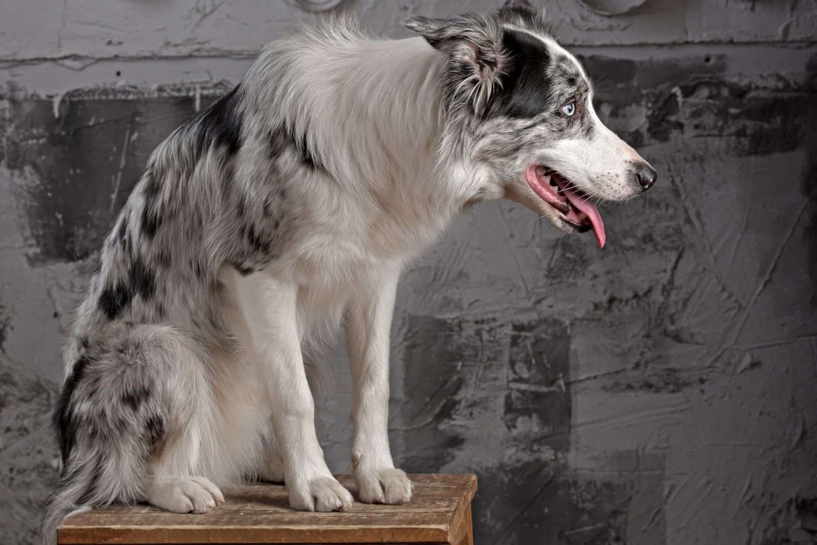 sideview of a dog of blue merle collie inside studio