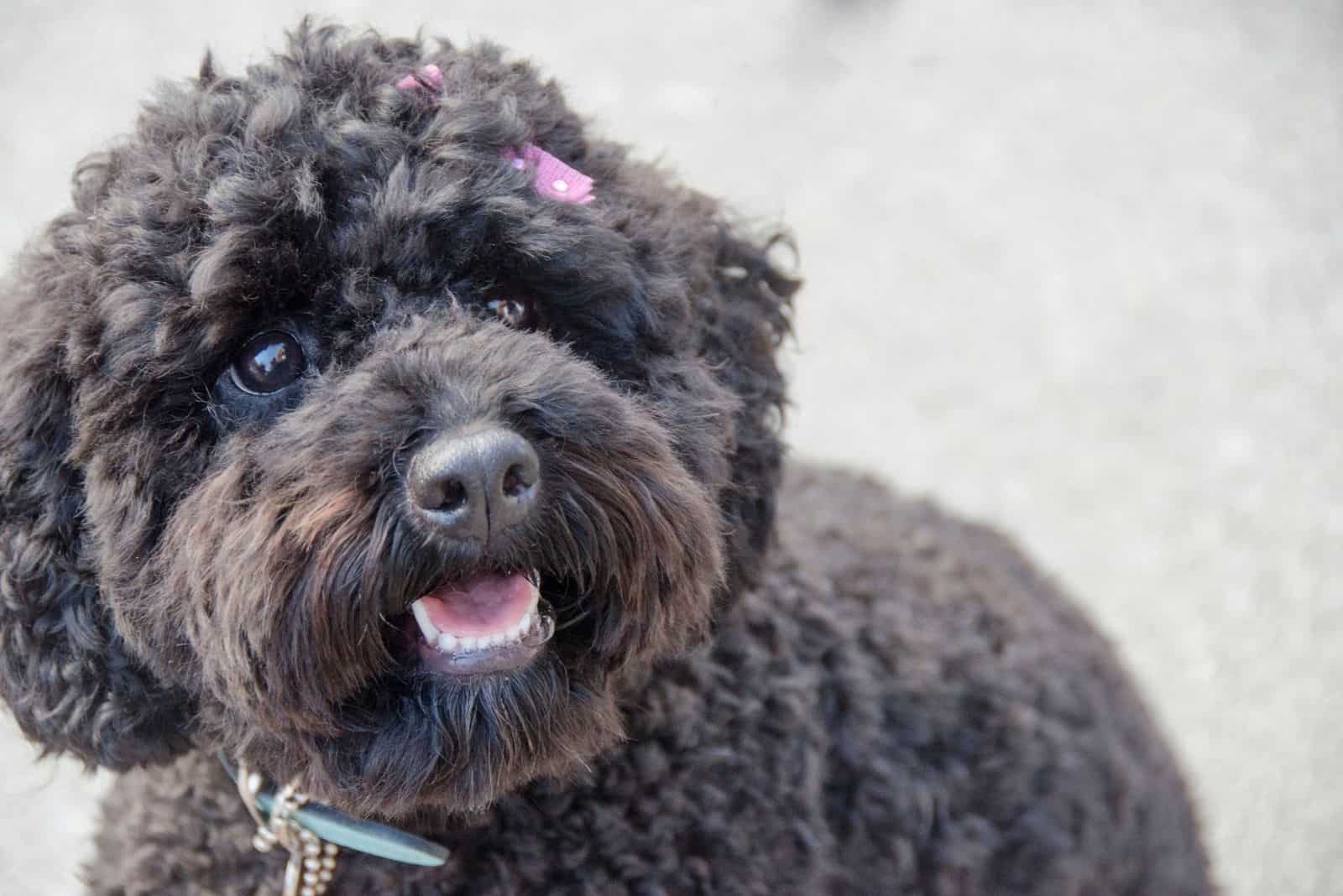 small black cockapoo with a little pink bow