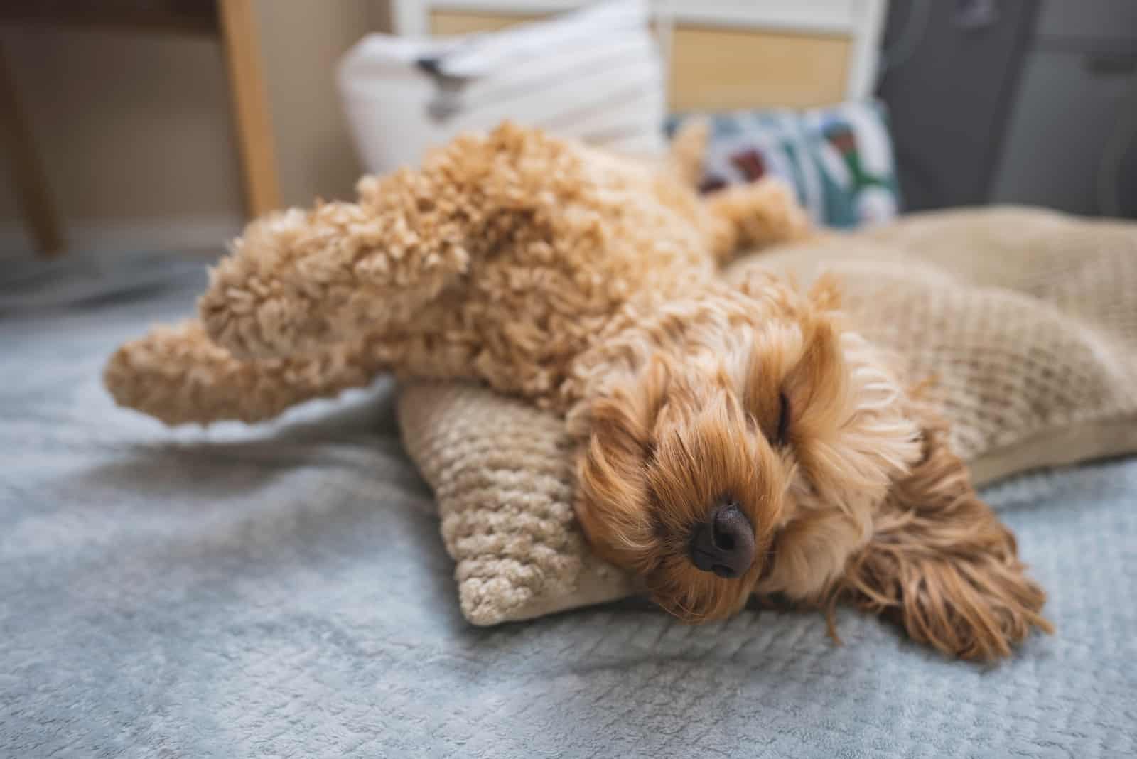 sweet cockapoo lying on the floor on pillow