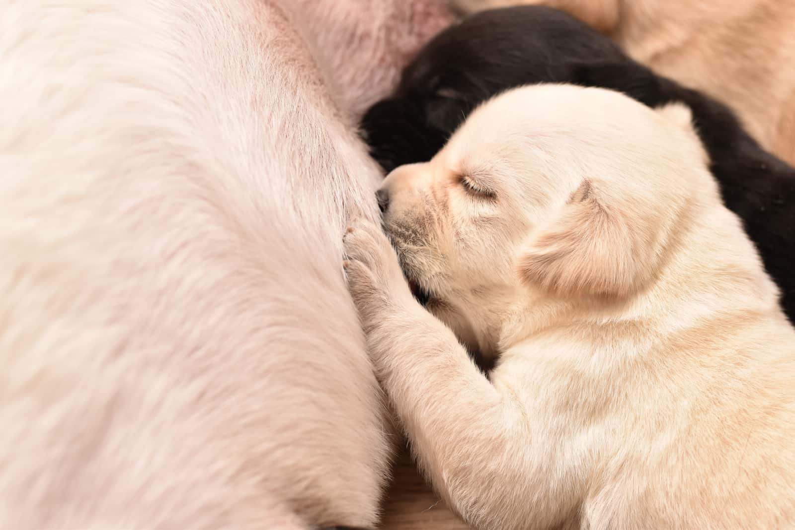 sweet labrador retriever puppies sucking breast with milk from their mom