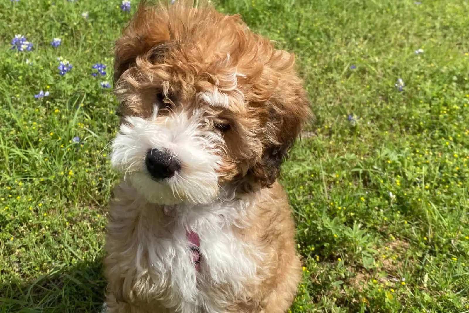 tan mini bernedoodle puppy outdoors standing