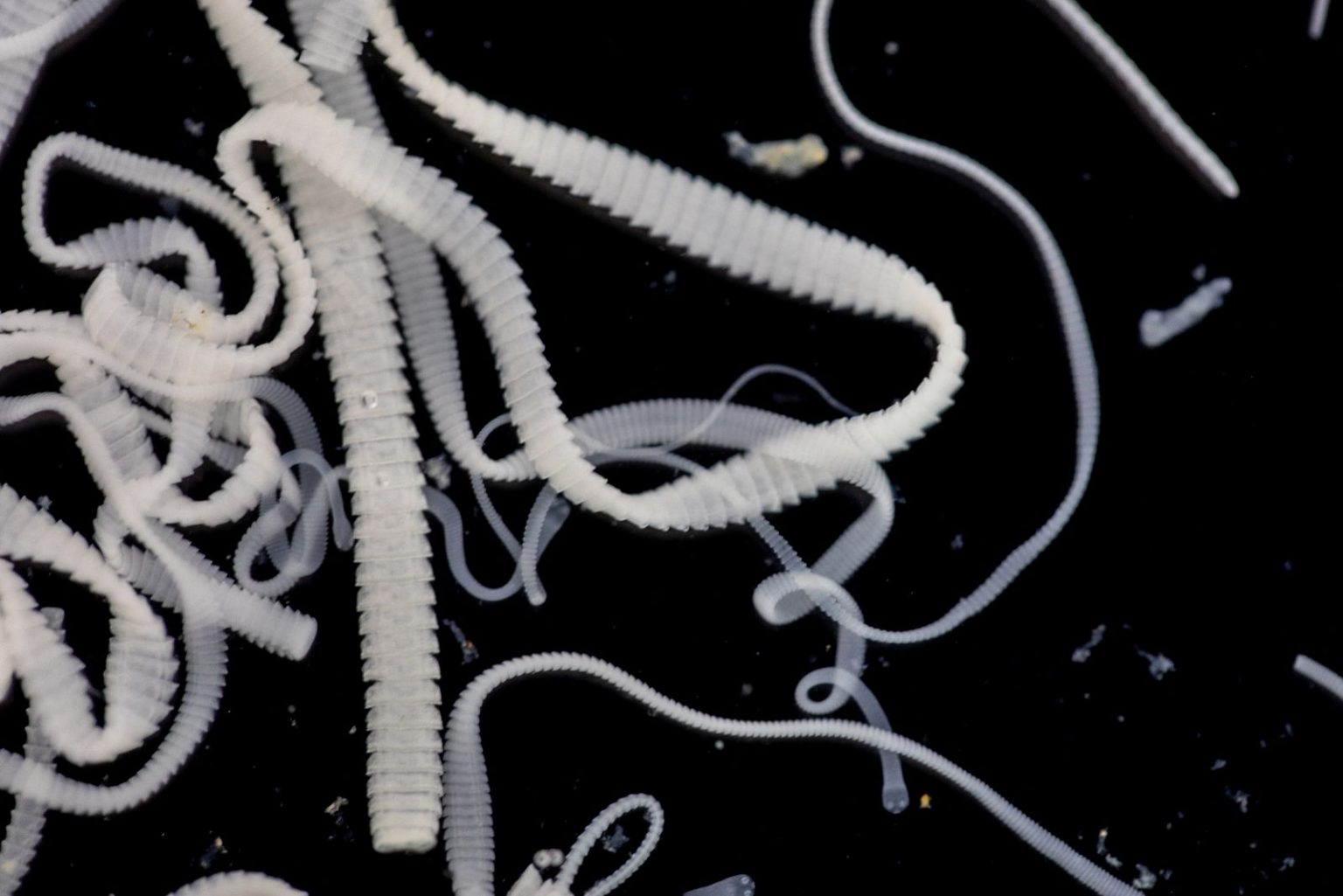 dog poop worms white flat dog poop worms white flat