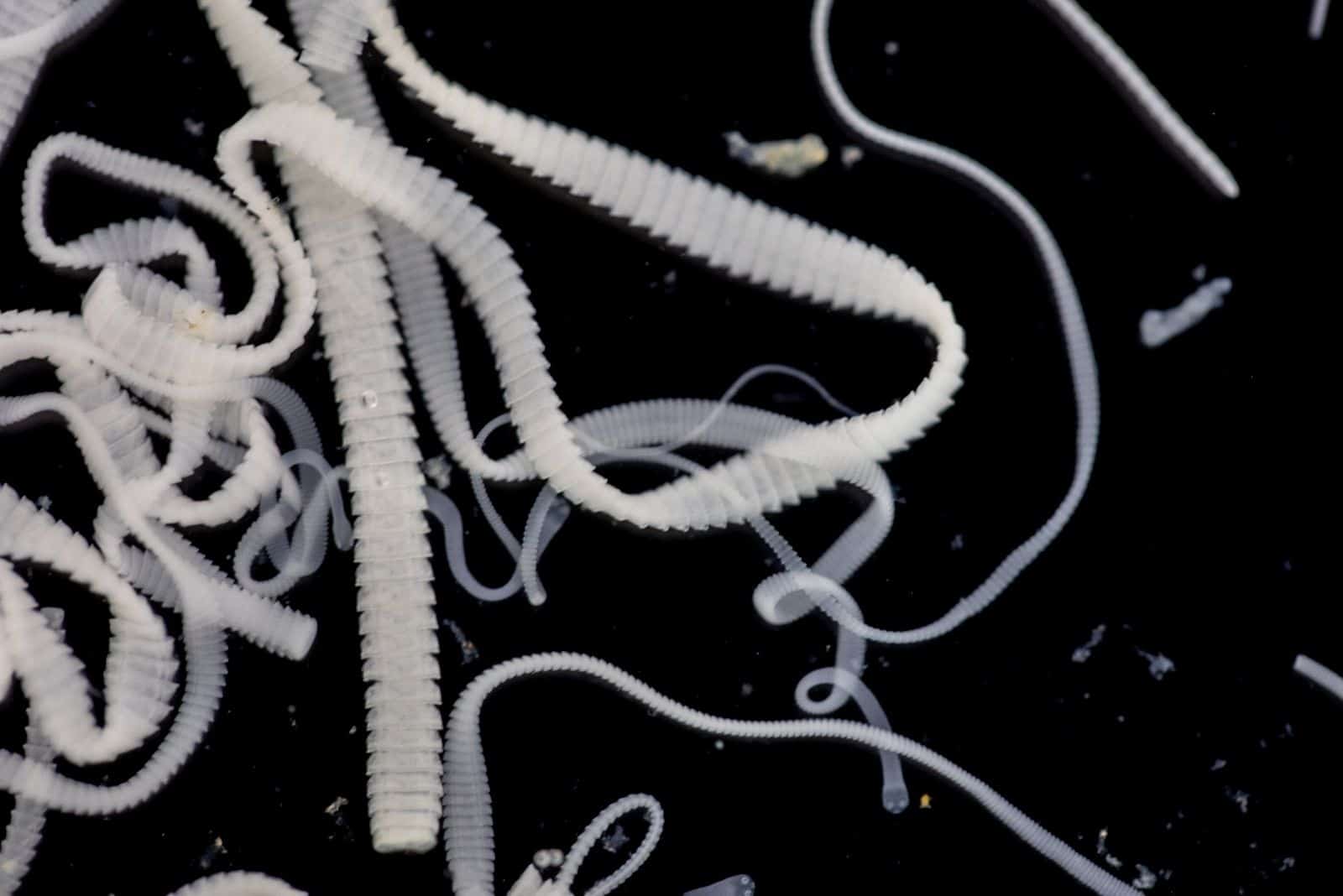 tapeworm in close up microscopic image in black background