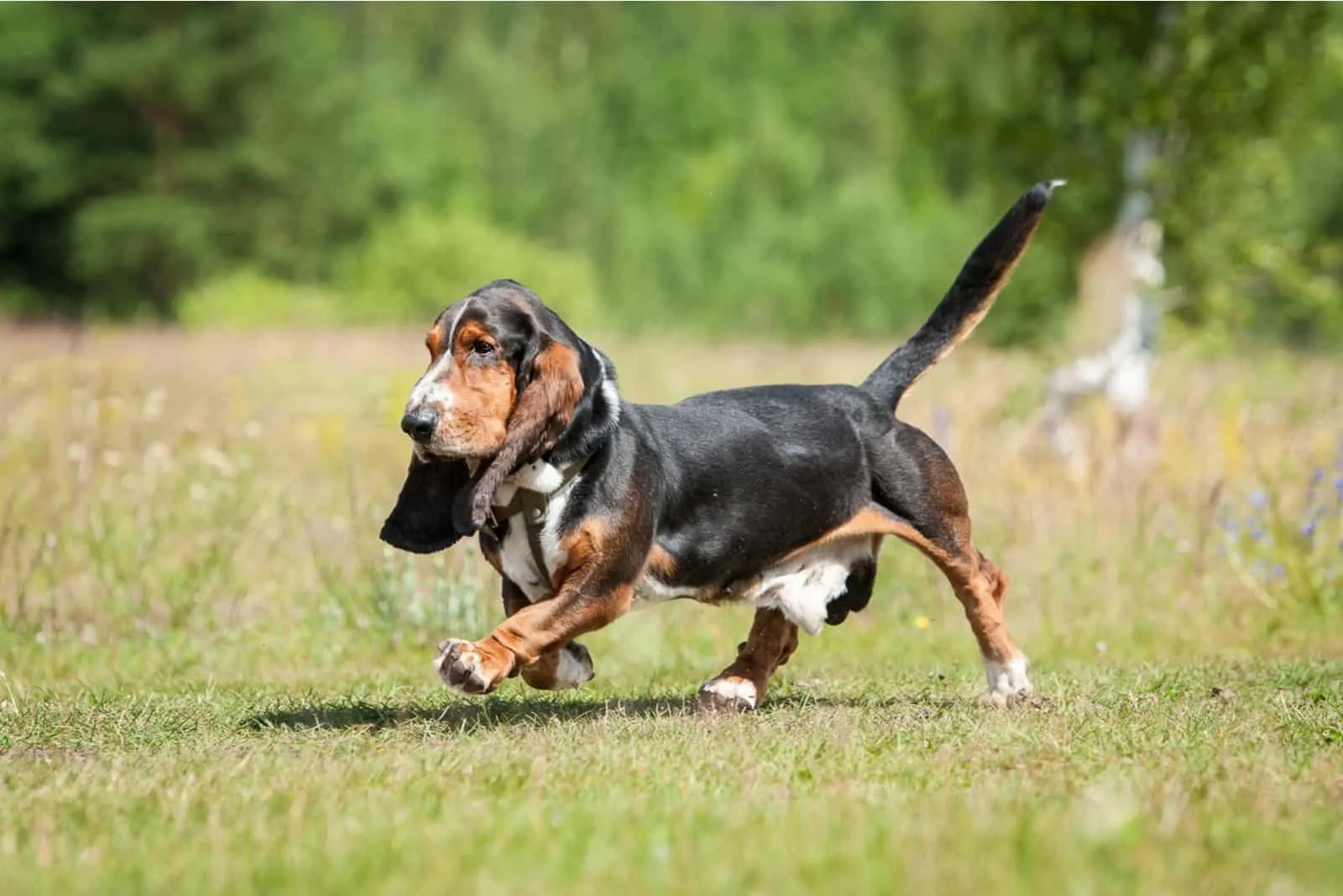 the adorable basset hound runs across the meadow
