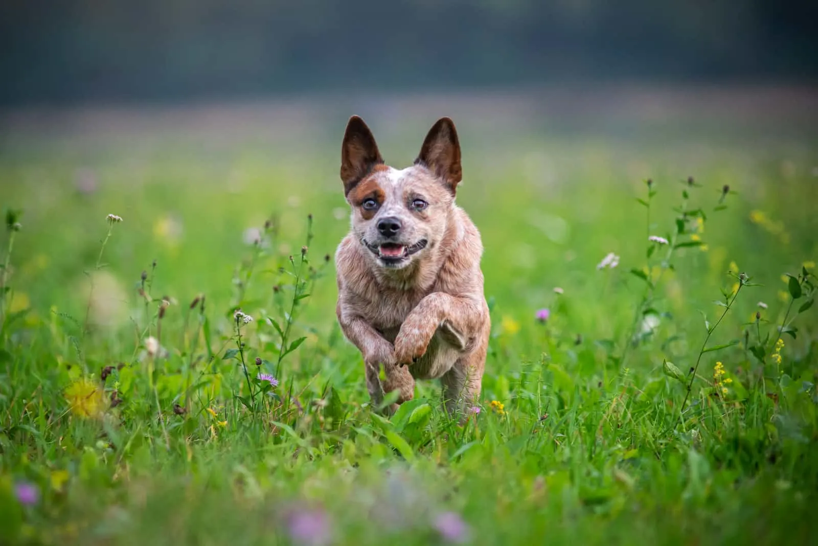 the adorable dog runs across the meadow