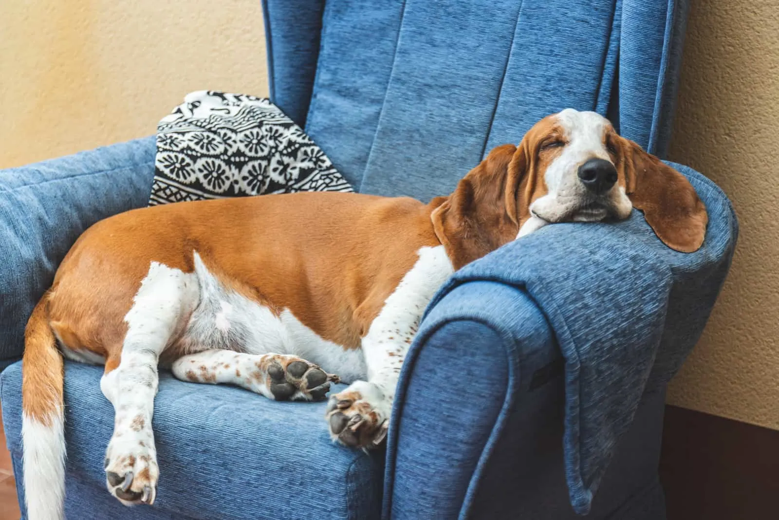 the basset hound sleeps on a blue armchair