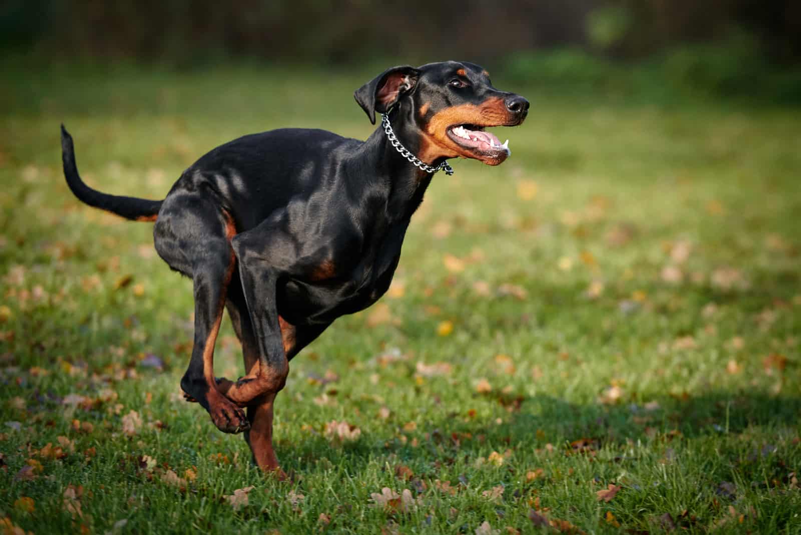 the black doberman runs