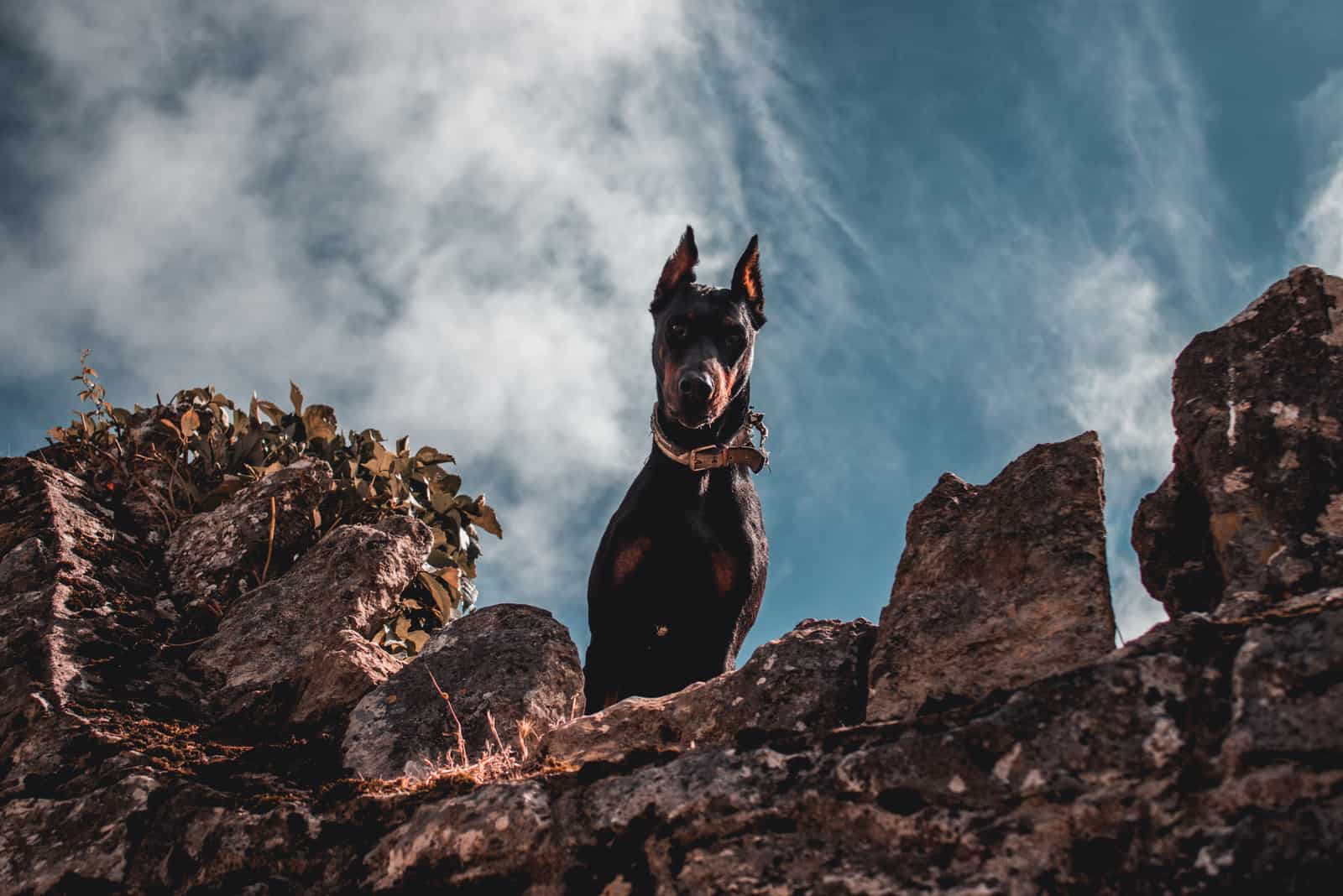 the doberman stands on the edge of a rock