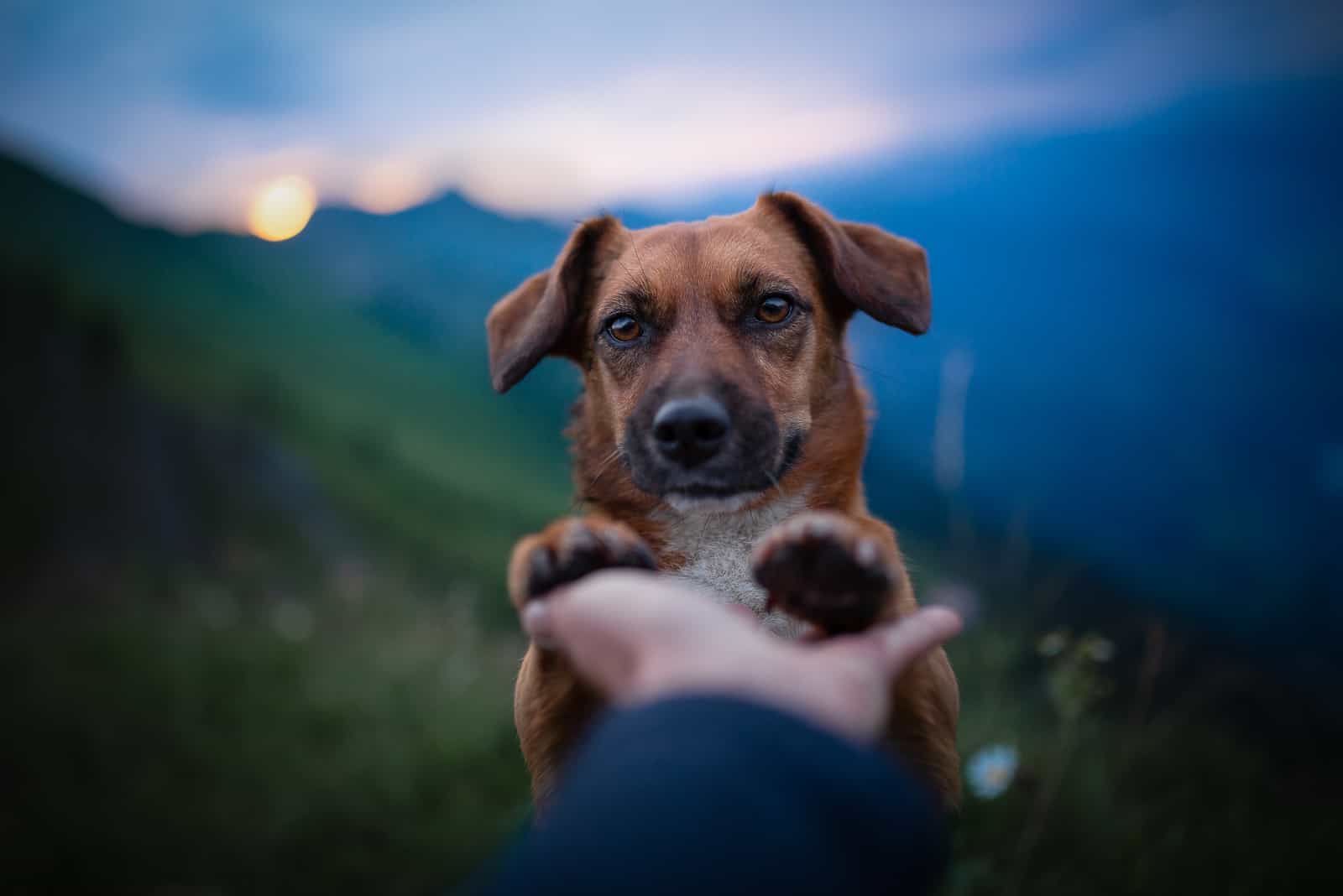 the dog gives the paws to the owner love and friendship