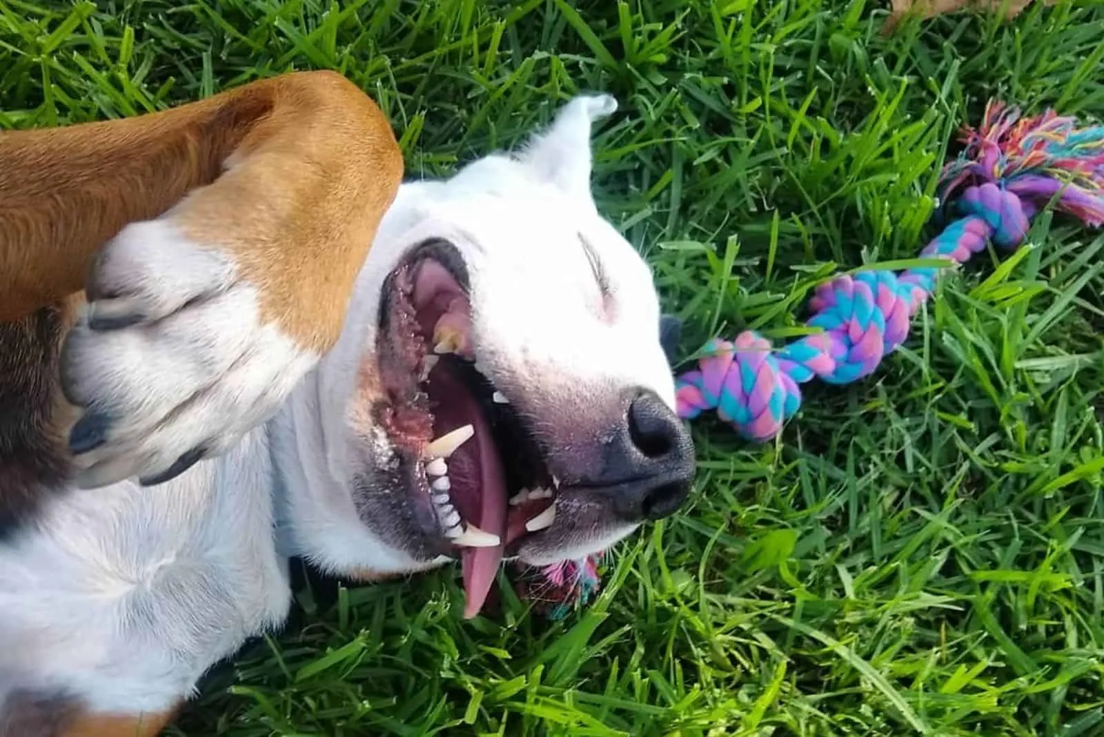 the dog is having fun in the grass with his toy