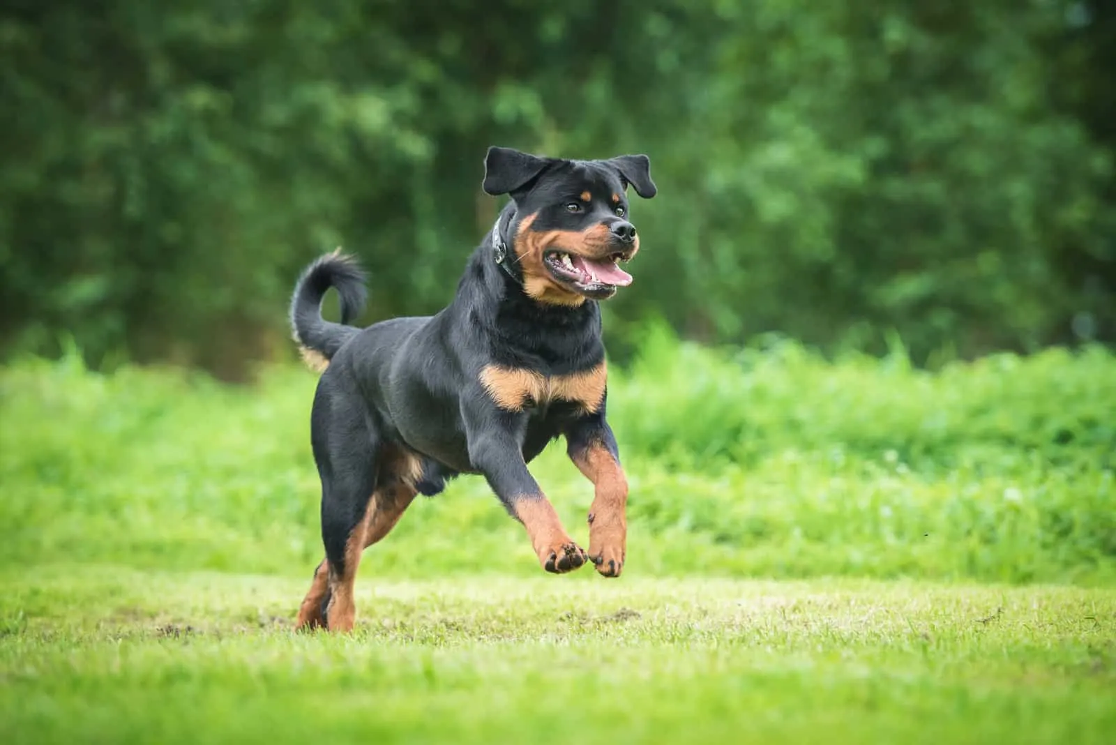 the happy Rottweiler runs across the grass