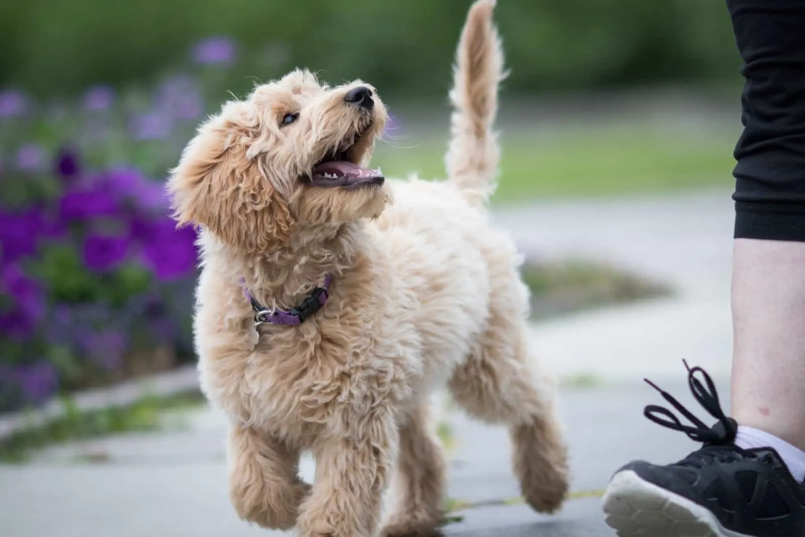 the labradoodle walks with the owner and watches her