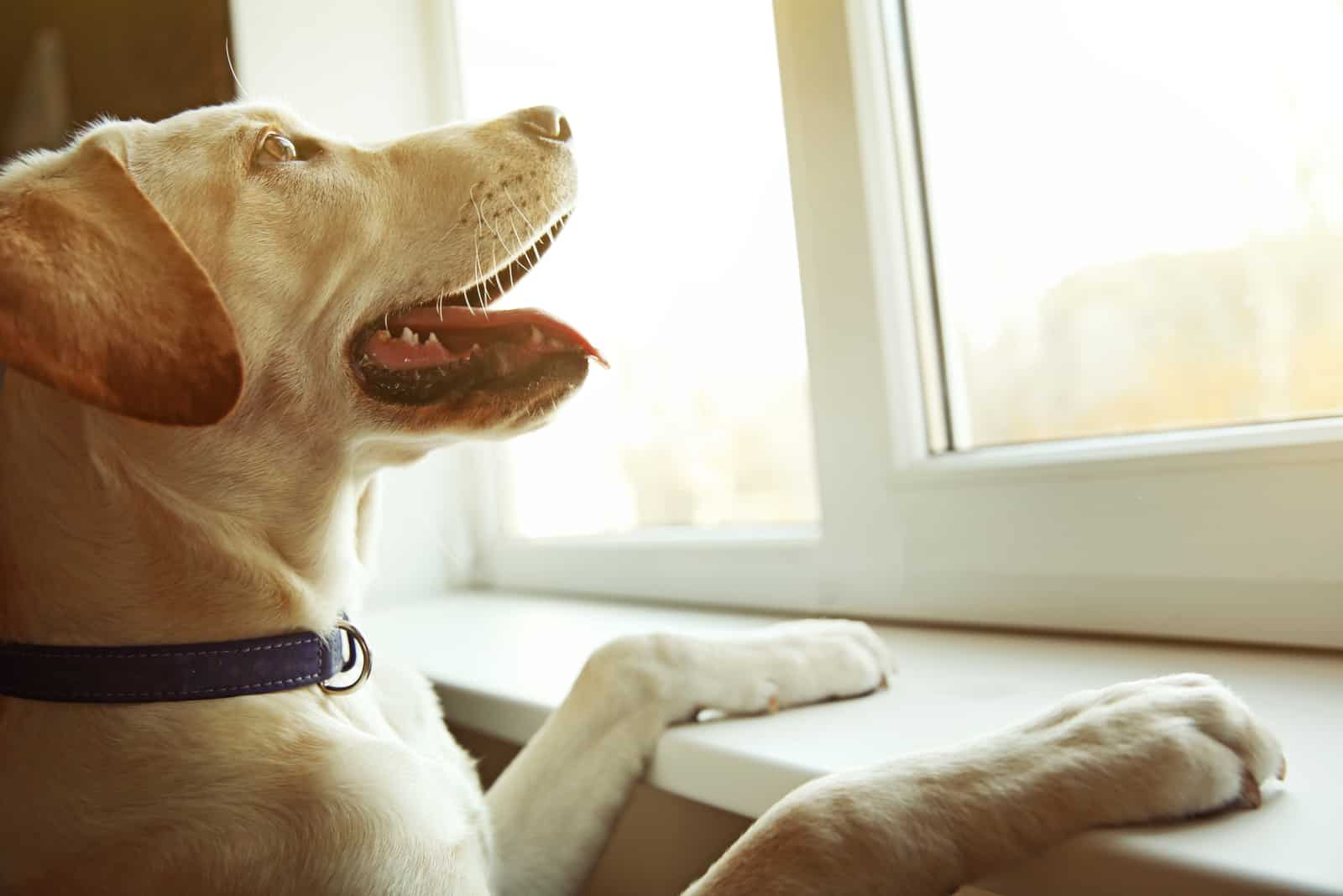 the labrador looks out the window