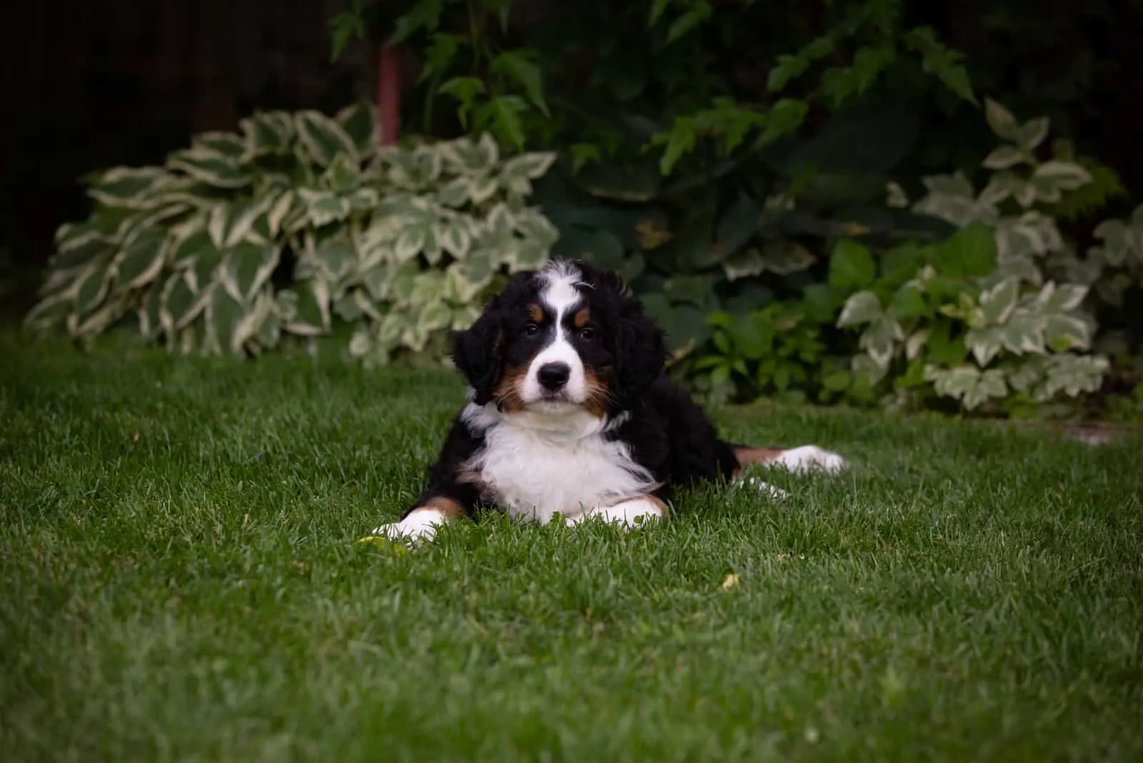 tricolor Bernedoodle lies on the grass