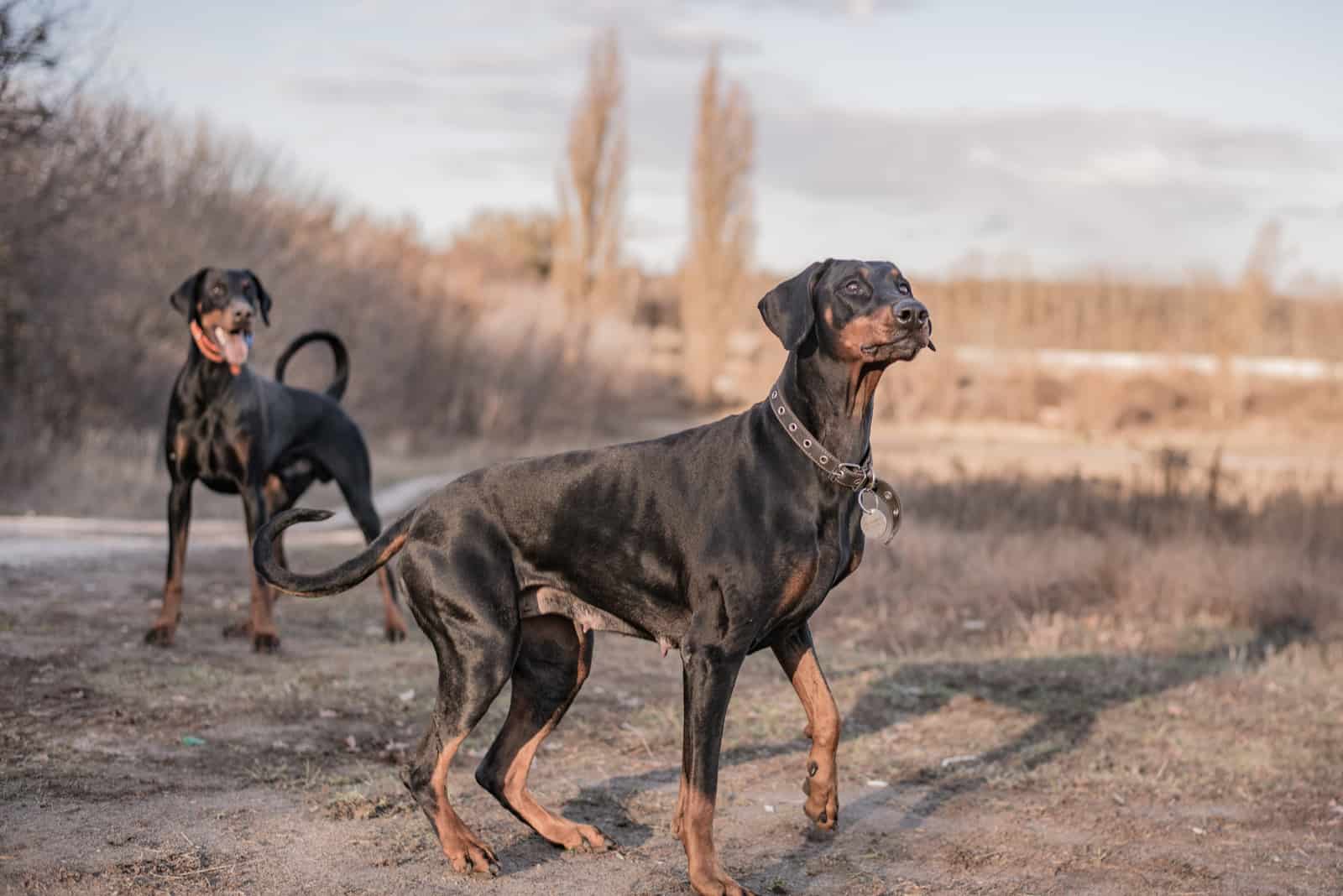 two Dobermans stand in a field