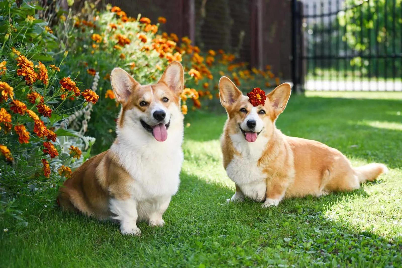 two adorable corgis sitting in the garden next to the flowers