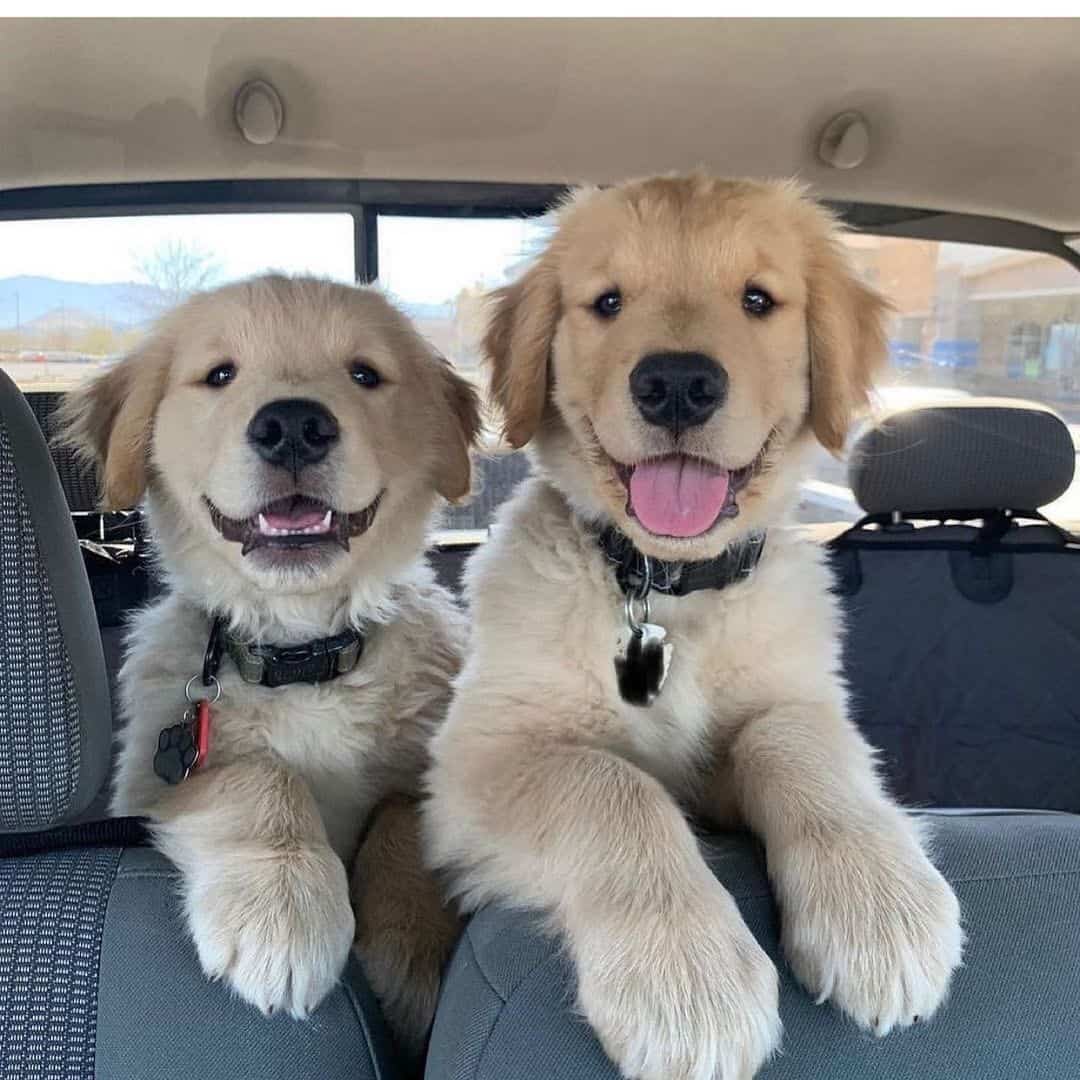 two adorable little puppies in the car