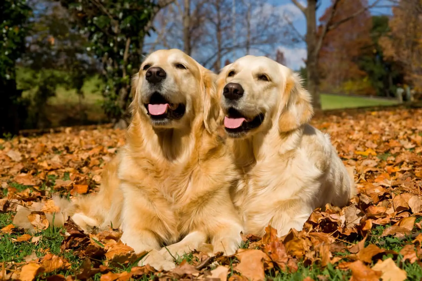 two beautiful golden retrievers lying on the grass outside
