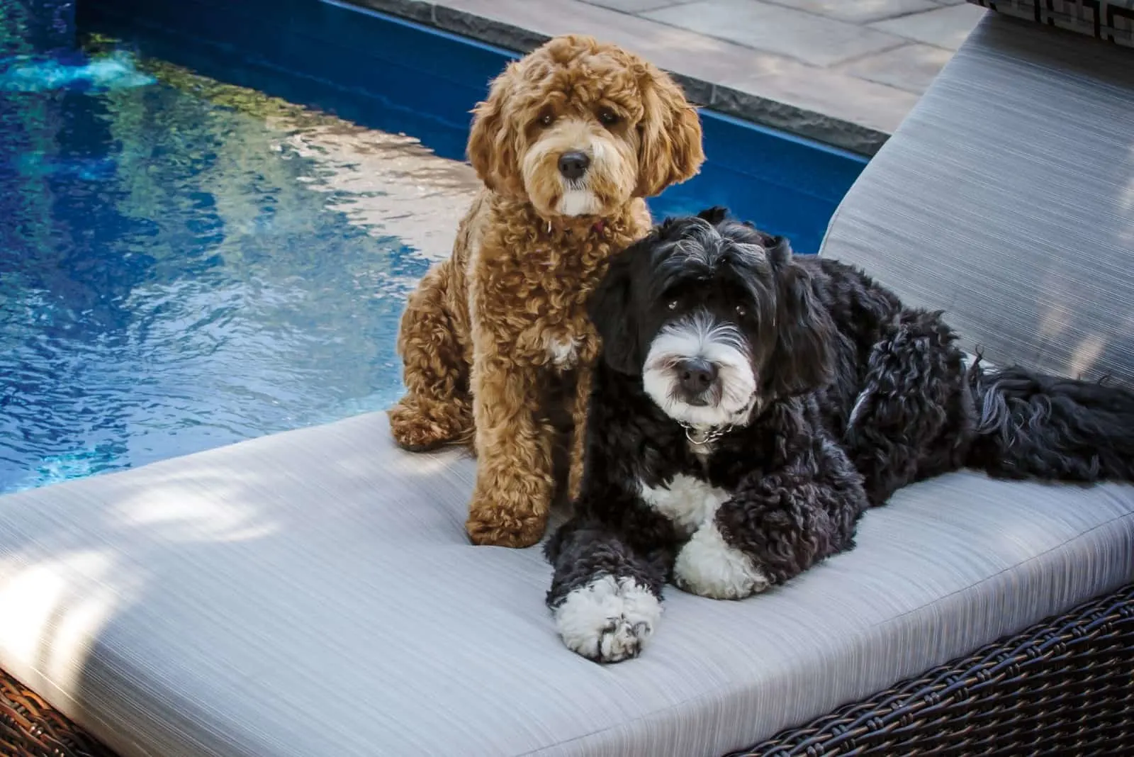two bernadoodles sit on a lounger by the pool