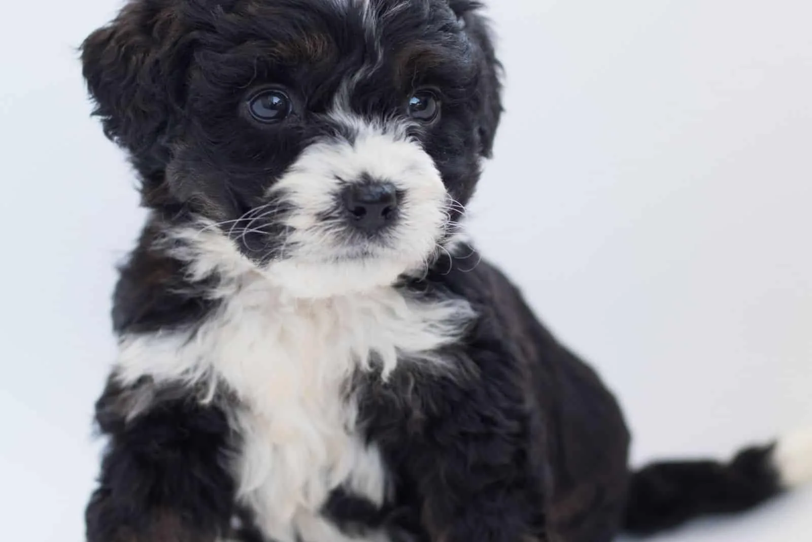 two colored bernedoodle sitting against the white background