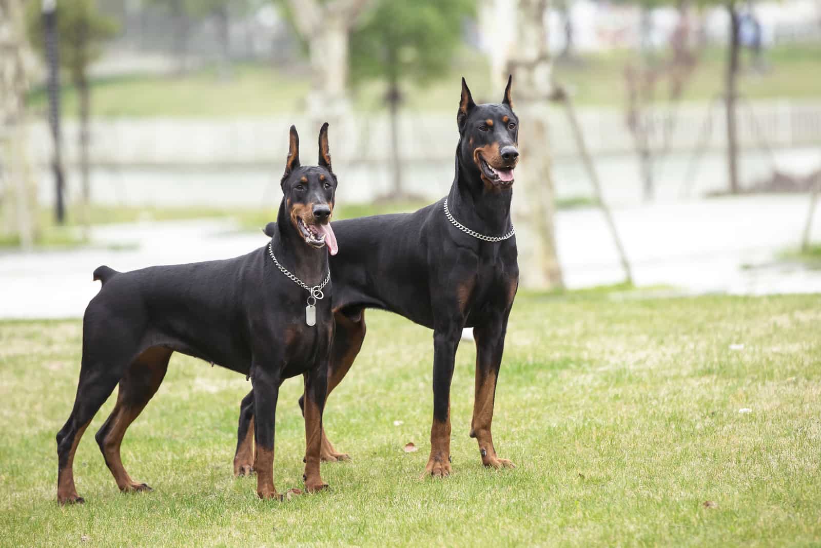 two dobermans stand in the park